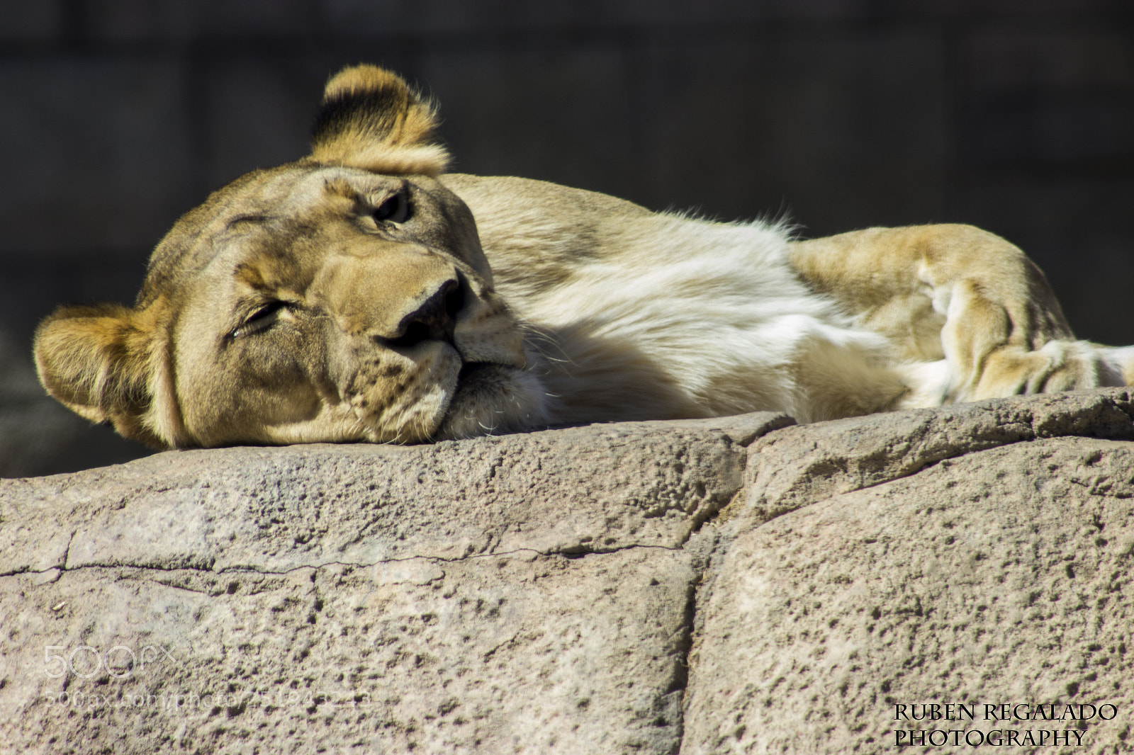 Canon EOS 600D (Rebel EOS T3i / EOS Kiss X5) sample photo. Sleeping lioness photography