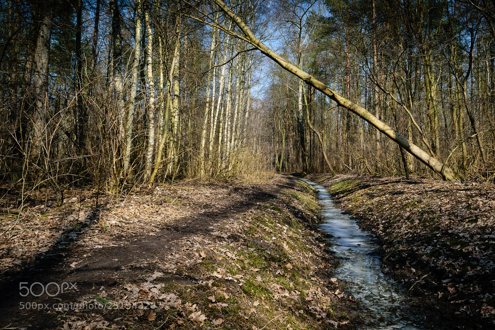 Nikon D5300 sample photo. Falling tree photography