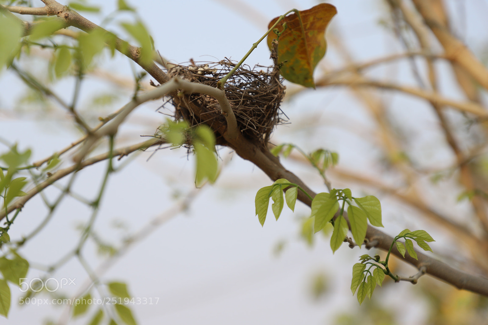Canon EF 24-105mm F4L IS II USM sample photo. Nature photography