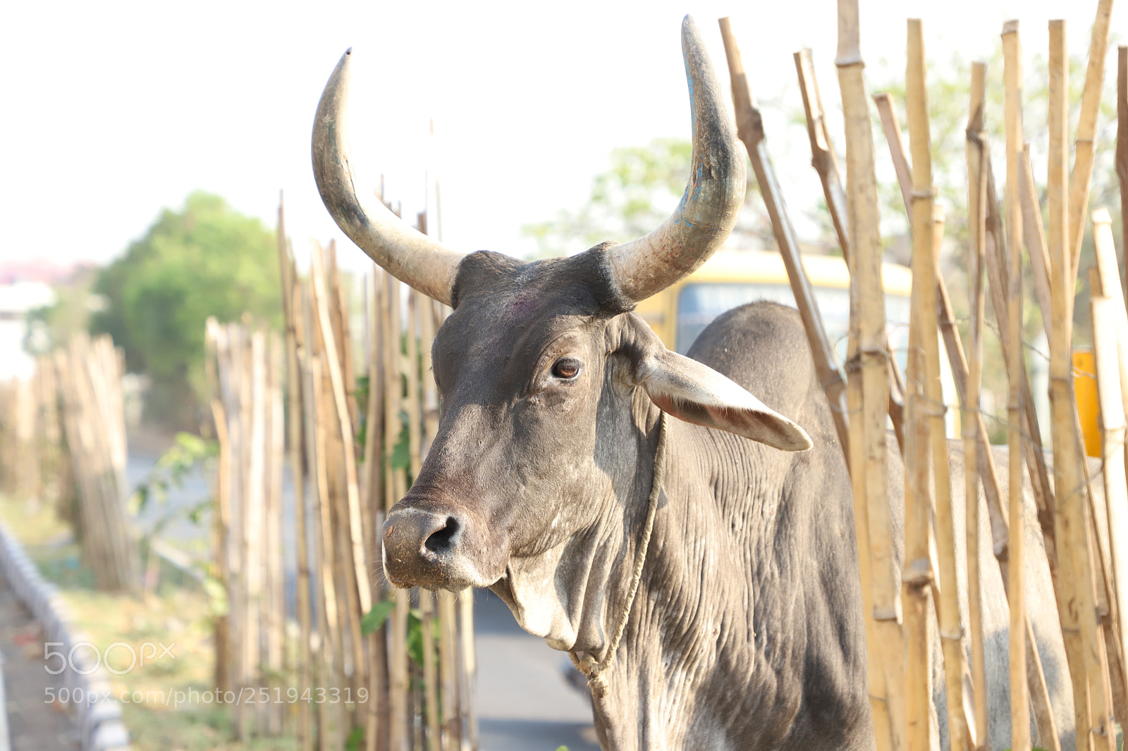 Canon EF 24-105mm F4L IS II USM sample photo. Nature photography