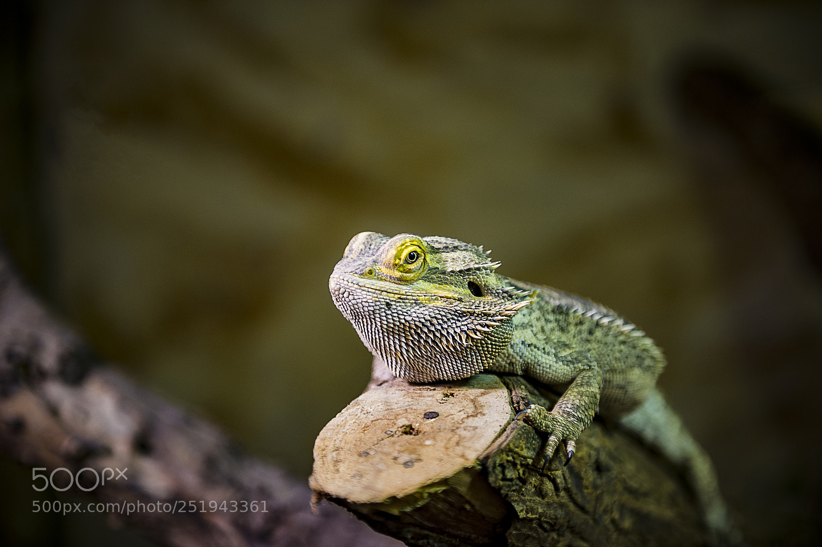 Nikon D3S sample photo. Bearded dragon photography