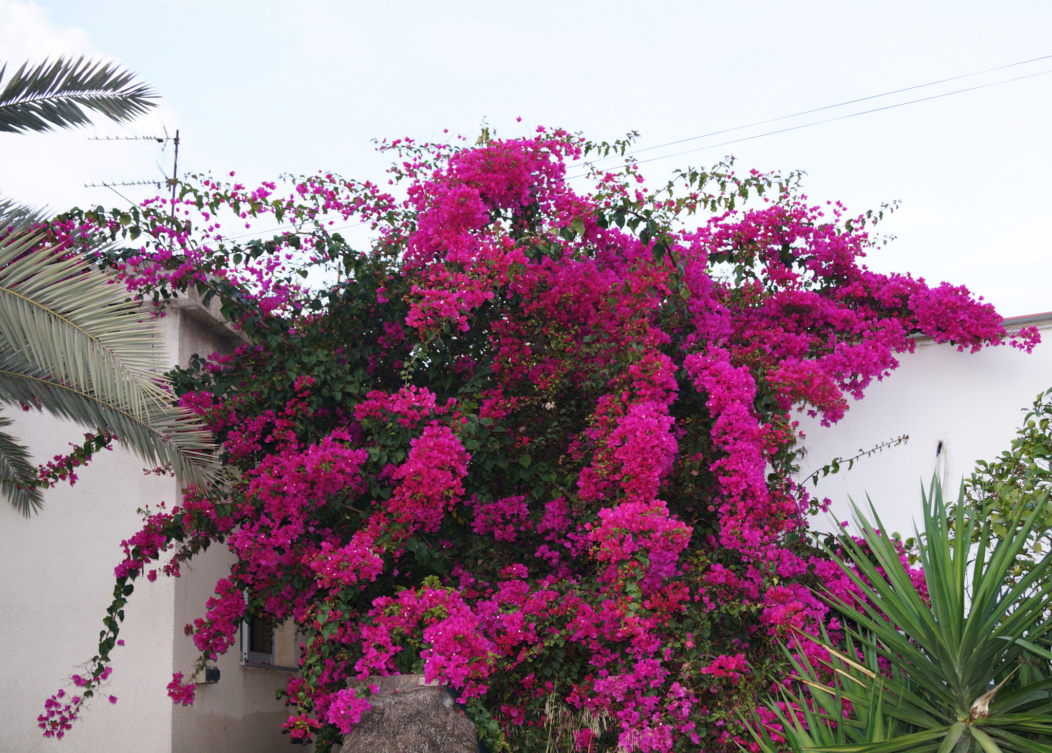 Sony SLT-A65 (SLT-A65V) sample photo. Flower bush photography