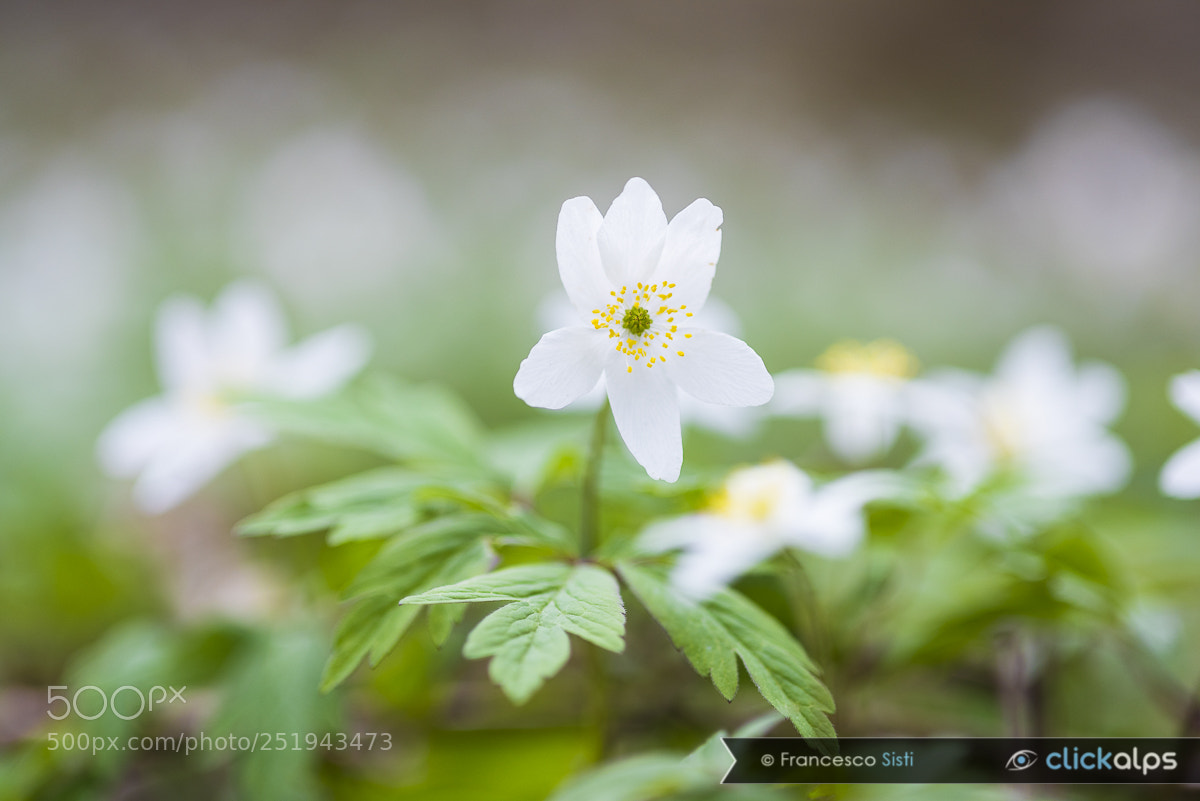 Nikon D810 sample photo. Dive among the wood photography