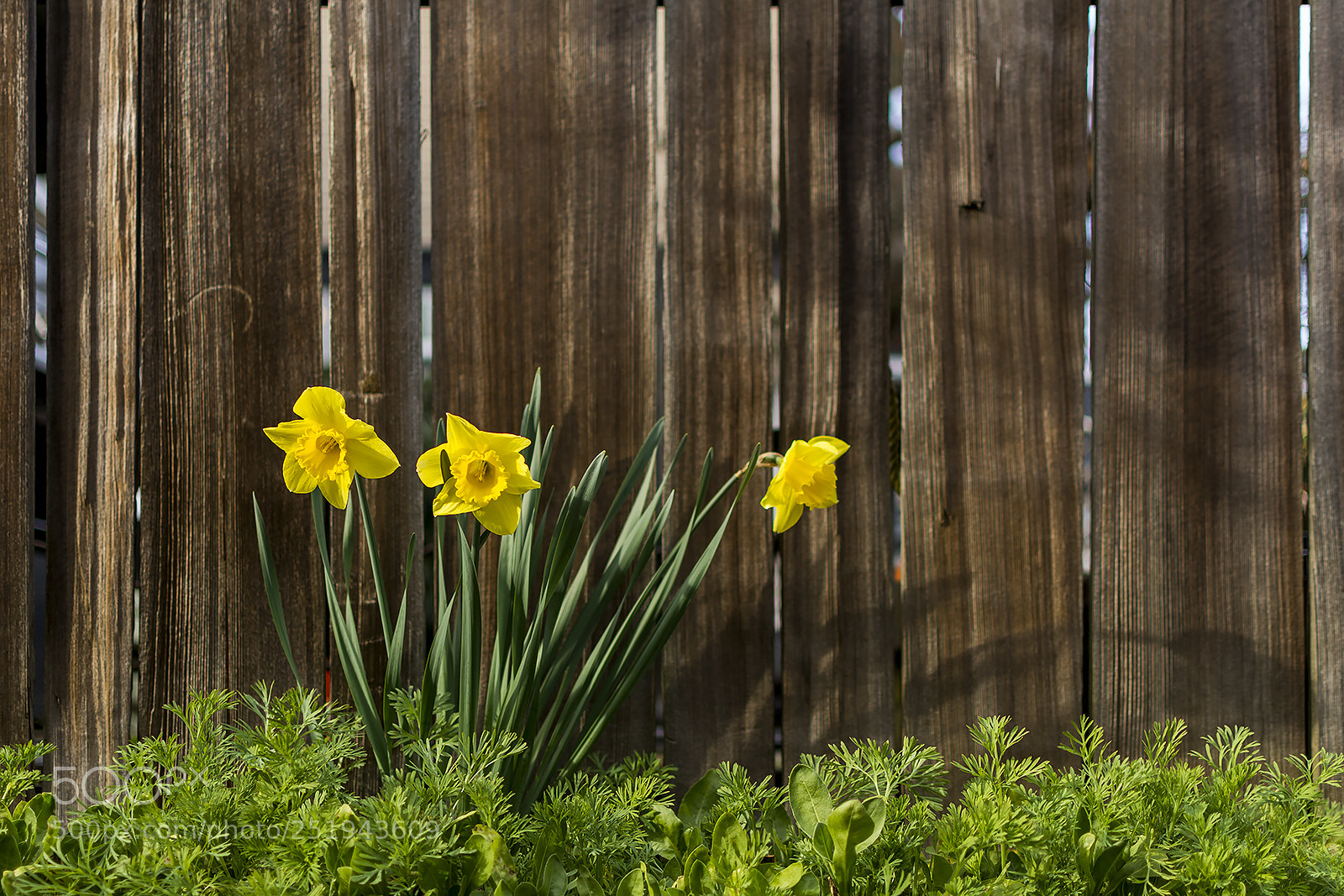 Nikon D7100 sample photo. Spring photography