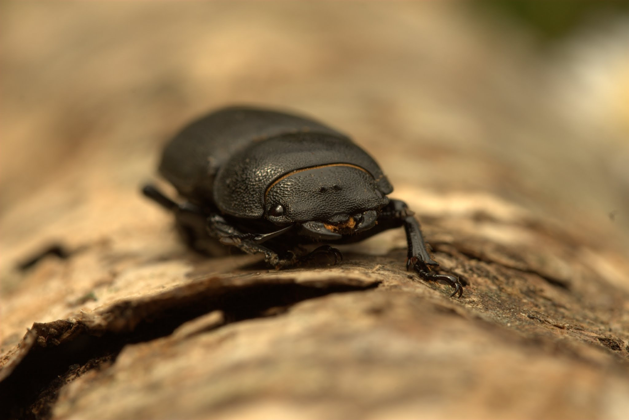 Canon EF 100mm F2.8 Macro USM sample photo. Lesser stag photography