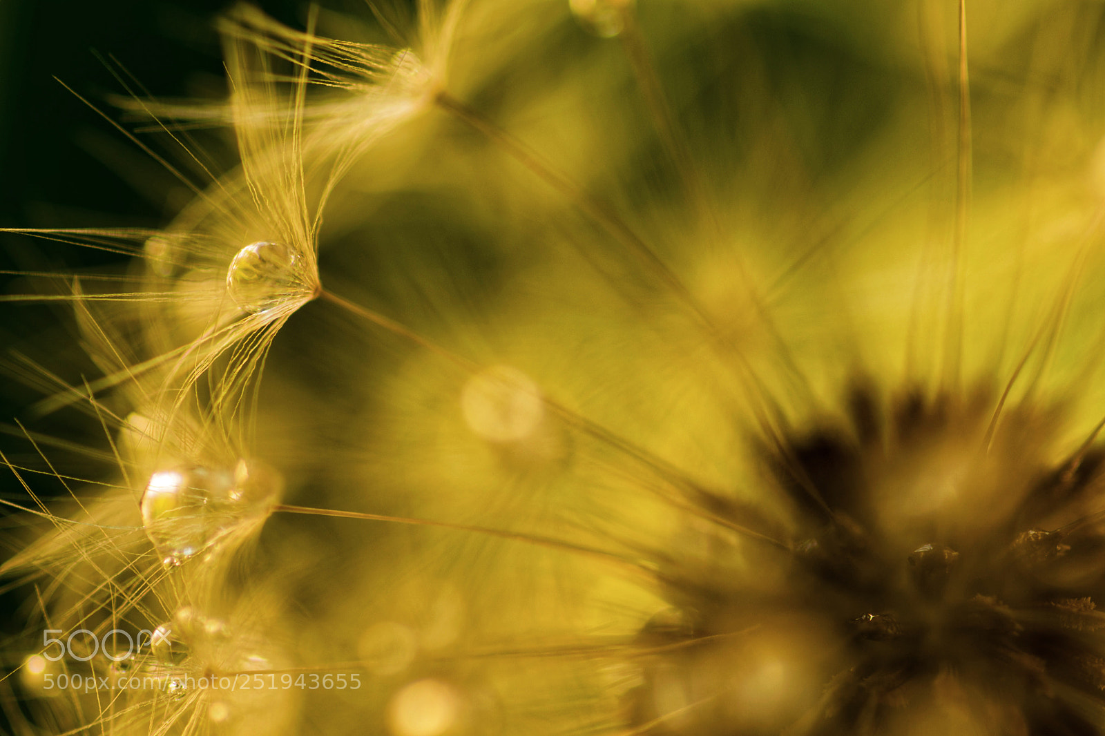 Nikon D3300 sample photo. Water drops on dandelion photography
