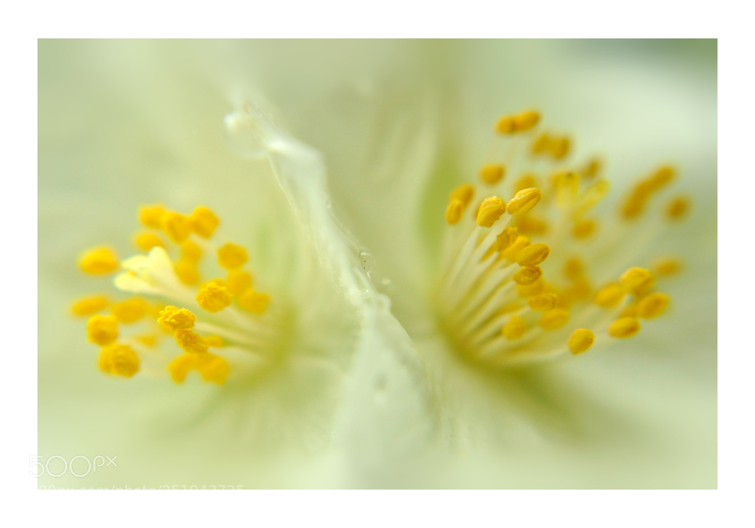 Nikon D5000 sample photo. Springtime blooms - no362 photography