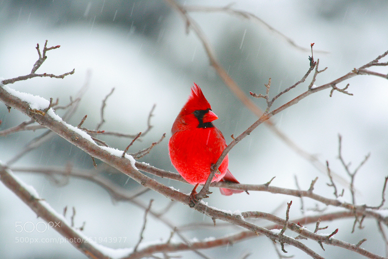 Canon EOS 400D (EOS Digital Rebel XTi / EOS Kiss Digital X) sample photo. Snowy cardinal photography