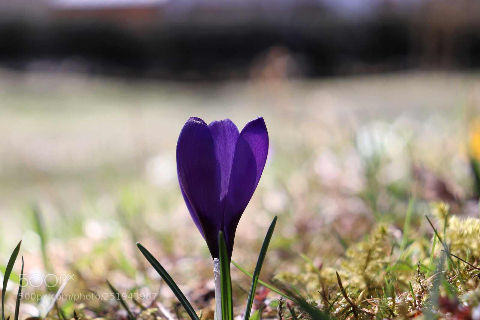 Canon EOS 200D (EOS Rebel SL2 / EOS Kiss X9) sample photo. Crocus photography
