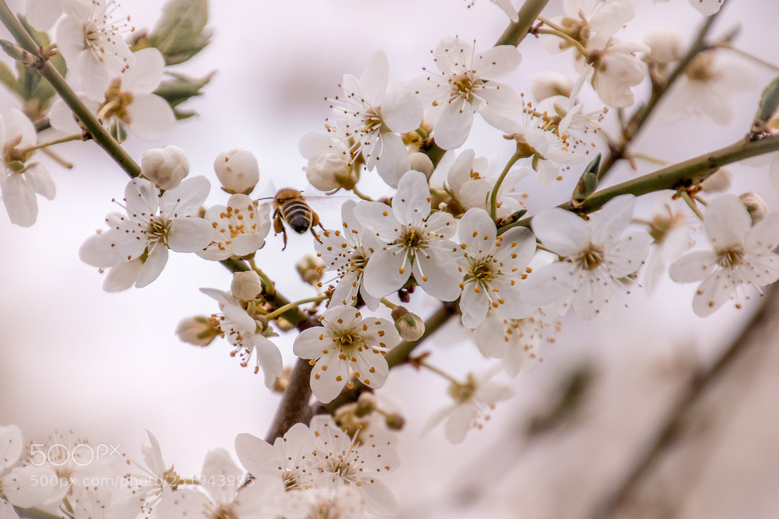Sony ILCA-77M2 sample photo. Always busy ii photography