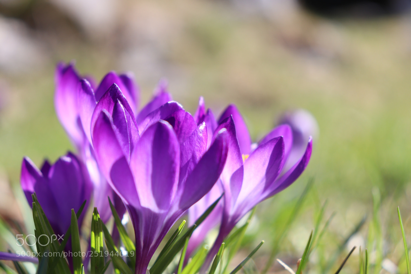 Canon EOS 200D (EOS Rebel SL2 / EOS Kiss X9) sample photo. Crocus ii photography