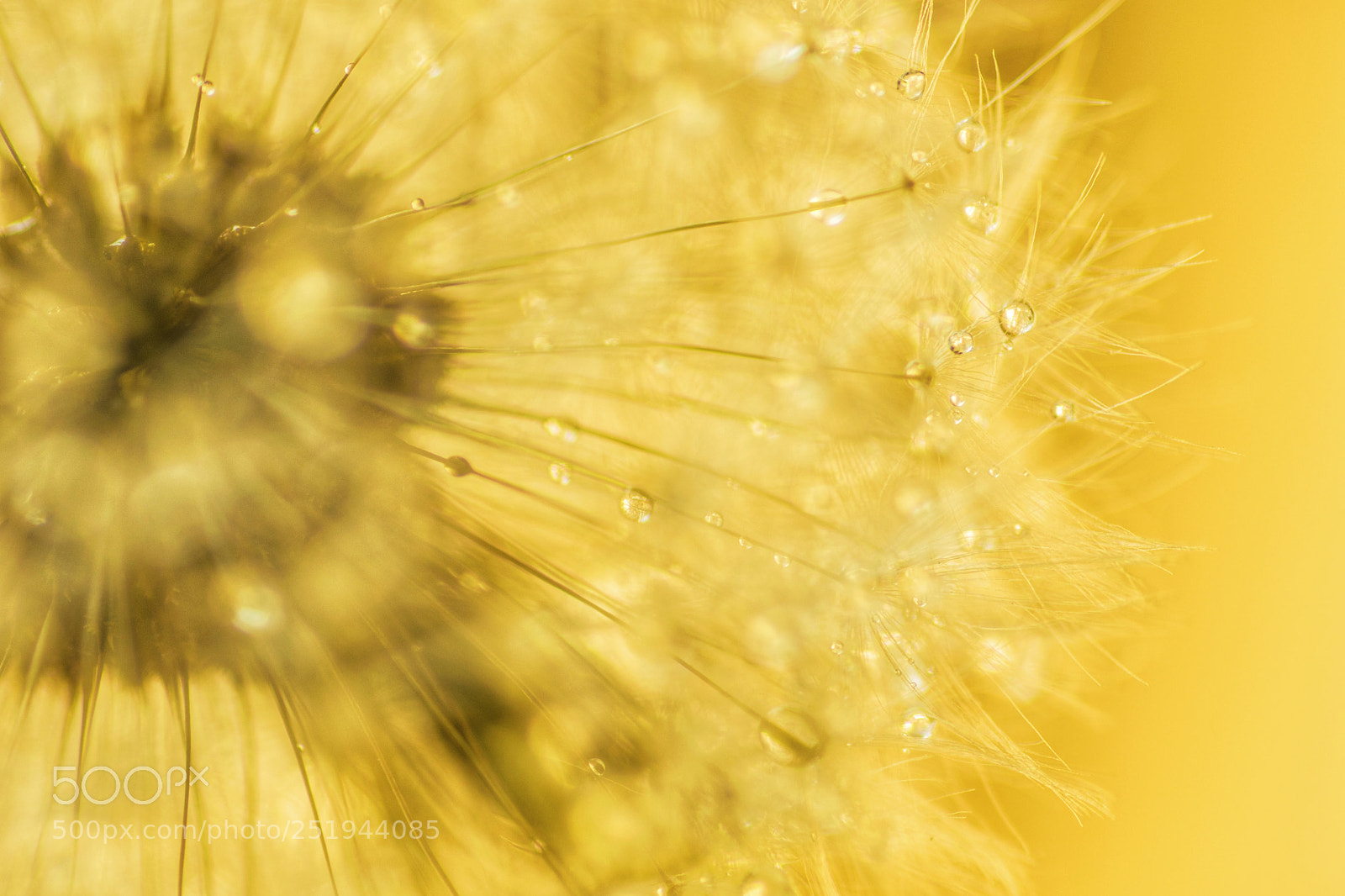 Nikon D3300 sample photo. Morning dew photography