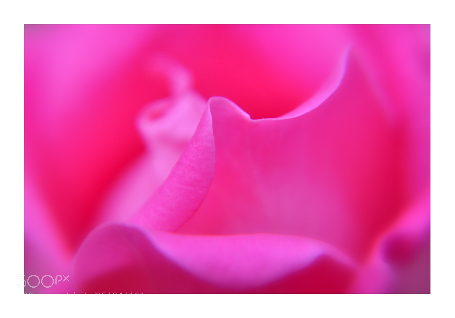Nikon D7000 sample photo. Springtime pink rose photography