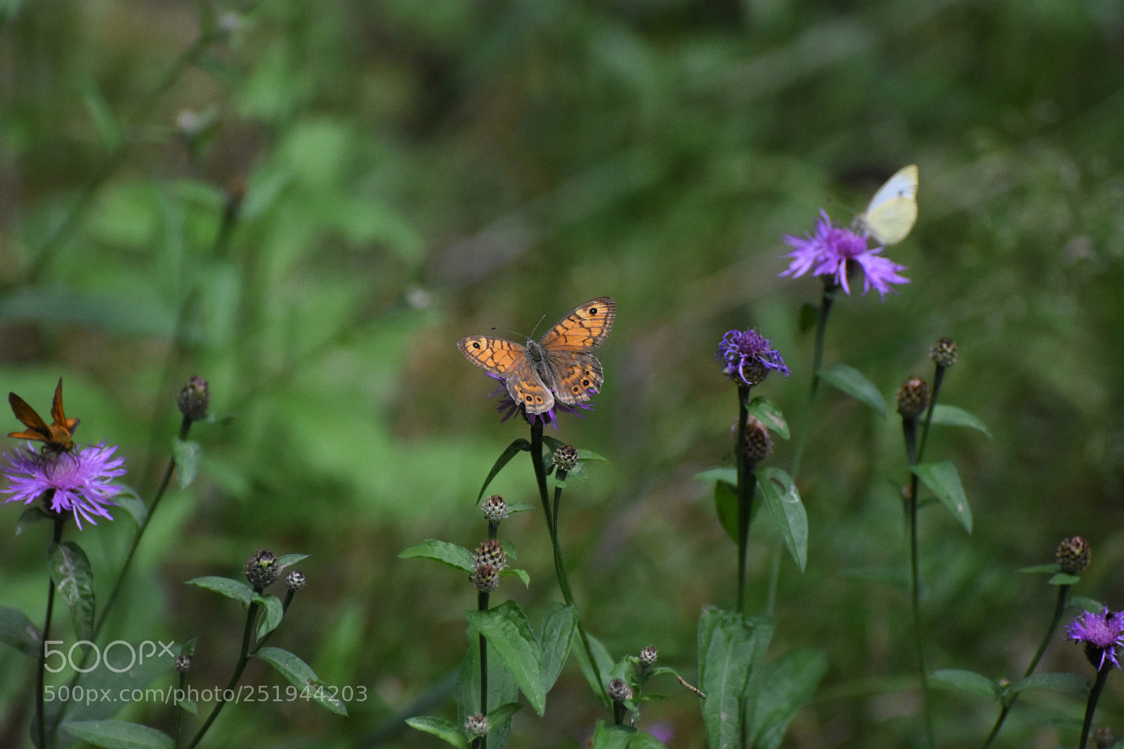 Nikon D7200 sample photo. Butterflies on flowers photography