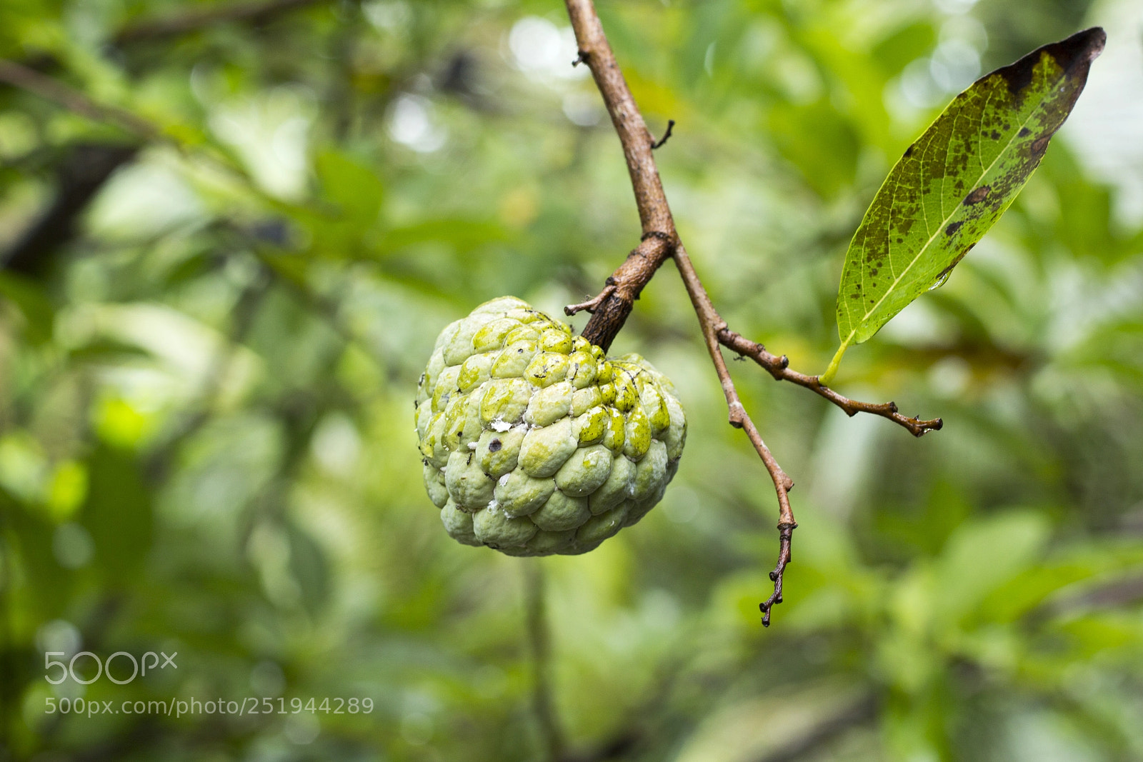 Canon EOS 60D sample photo. Annona squamosa photography