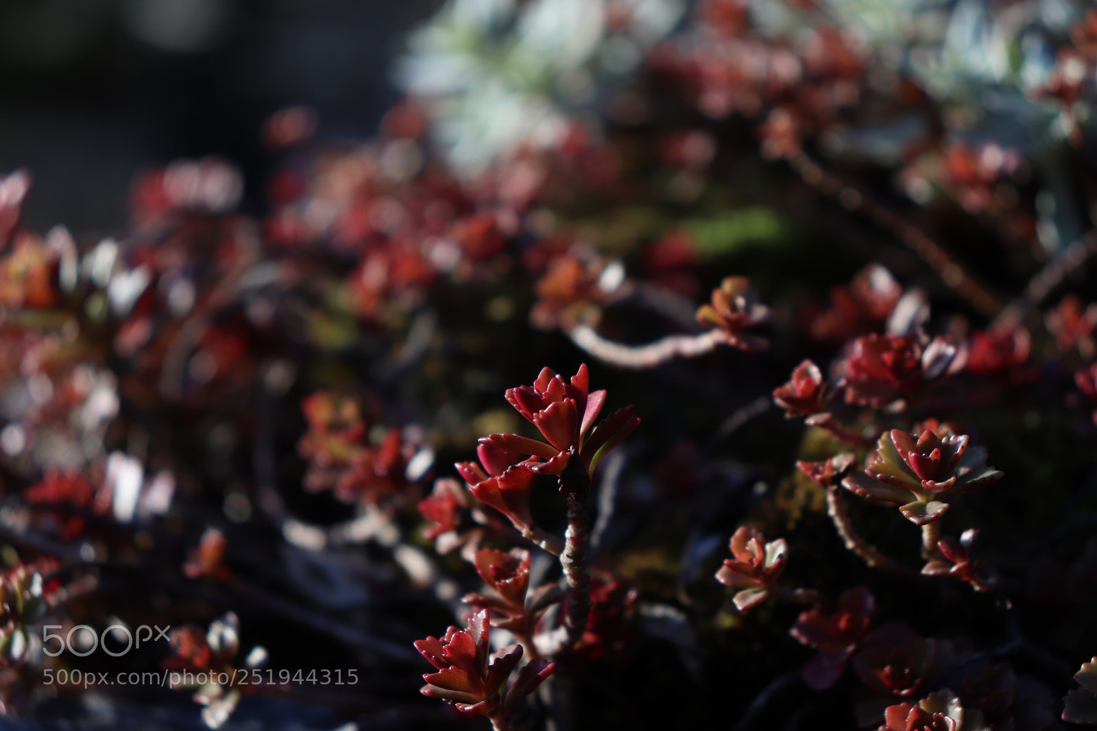 Canon EOS 200D (EOS Rebel SL2 / EOS Kiss X9) sample photo. Rockery photography