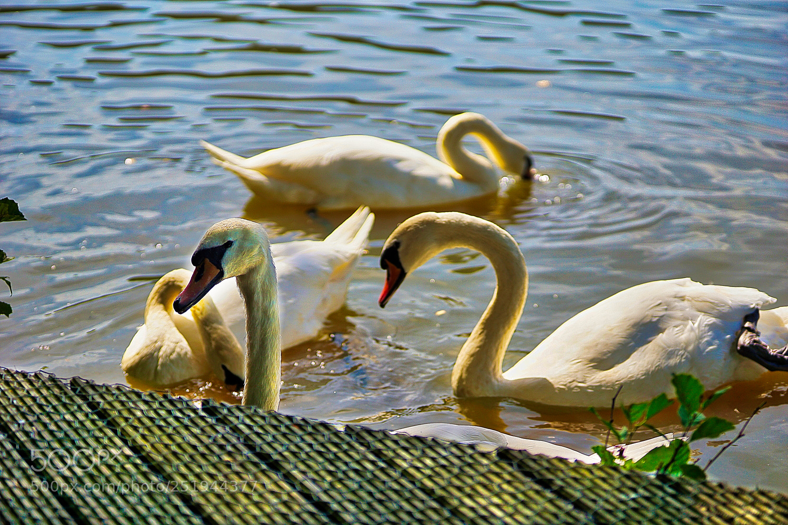 Sony a6000 sample photo. Peep - oh ! photography