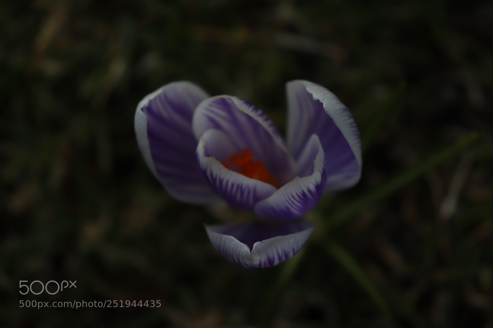Canon EOS 200D (EOS Rebel SL2 / EOS Kiss X9) sample photo. Spring is coming photography