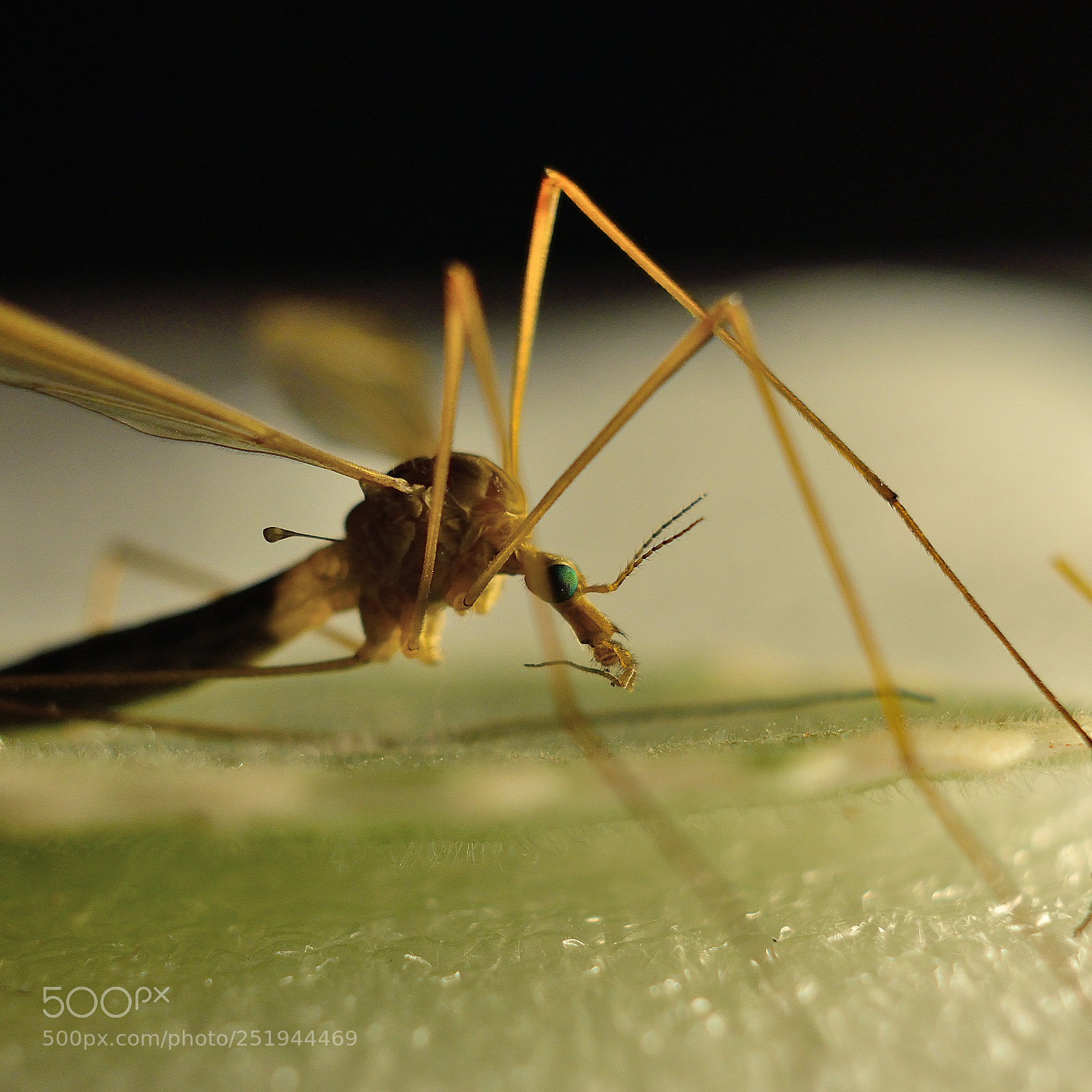 Nikon D3300 sample photo. The mosquito season has photography