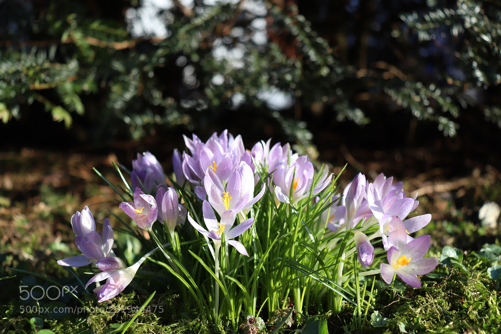 Canon EOS 200D (EOS Rebel SL2 / EOS Kiss X9) sample photo. Crocus gang photography