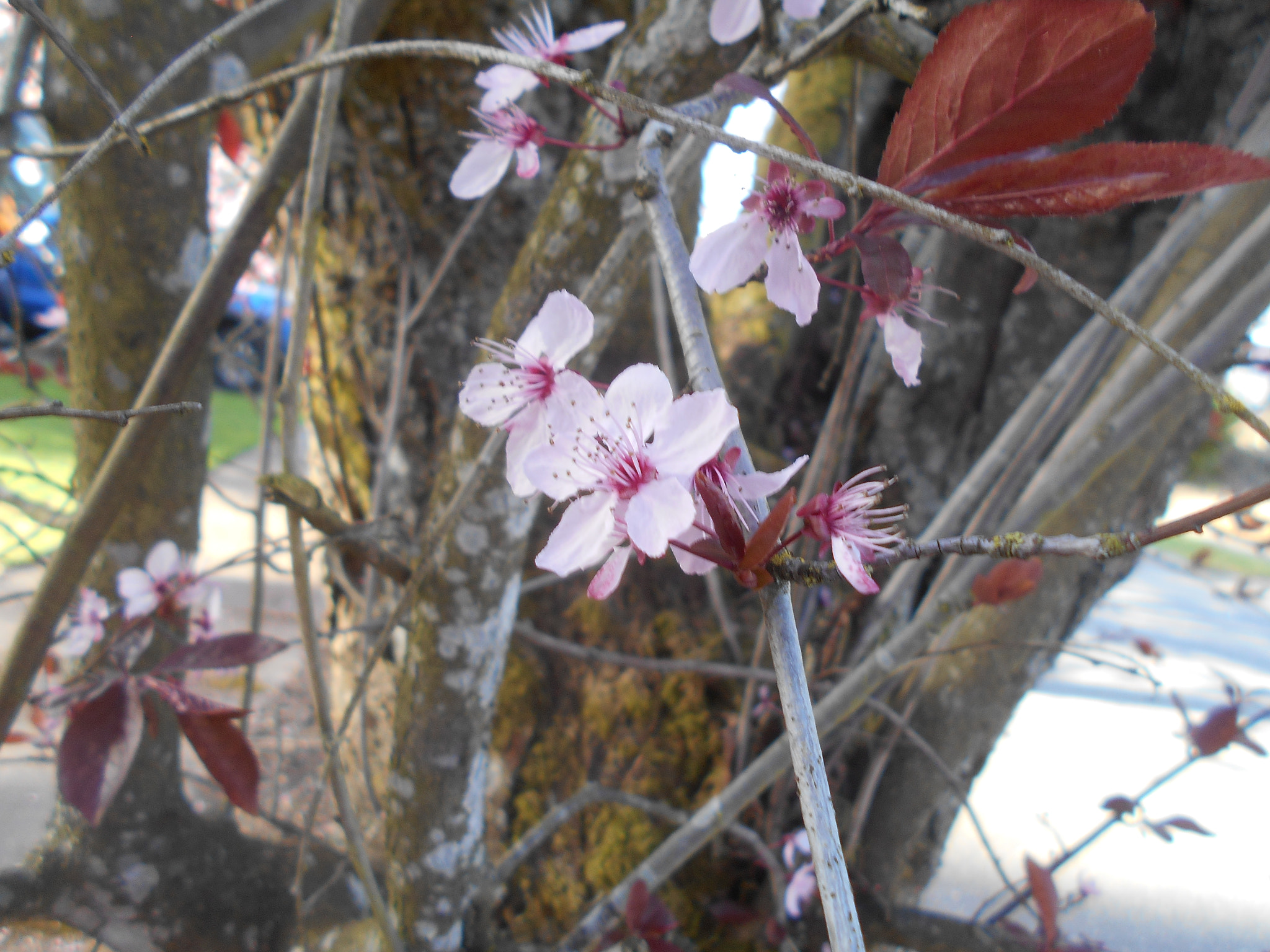 Nikon COOLPIX L30 sample photo. Pink flowers series pt.1 photography