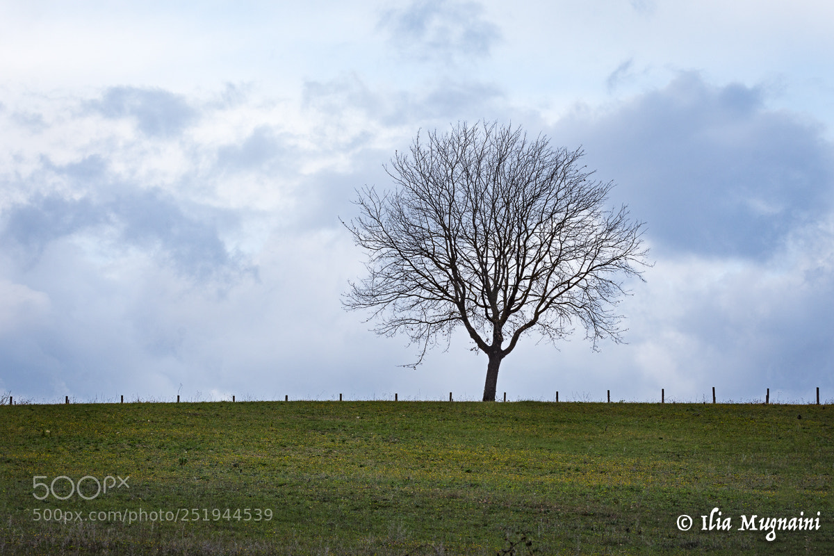 Nikon D7200 sample photo. Minimal tree photography