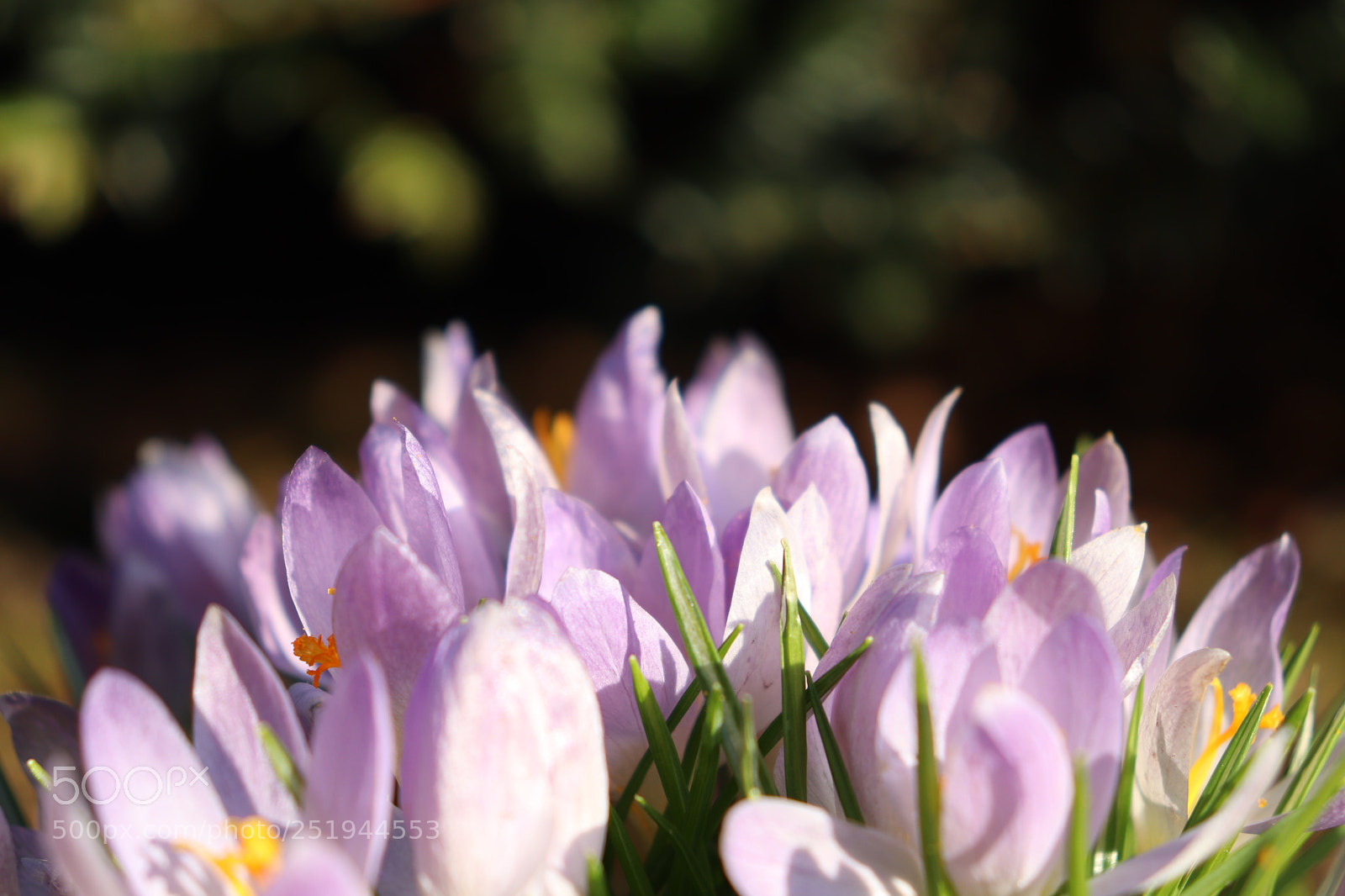 Canon EOS 200D (EOS Rebel SL2 / EOS Kiss X9) sample photo. Close to crocus photography