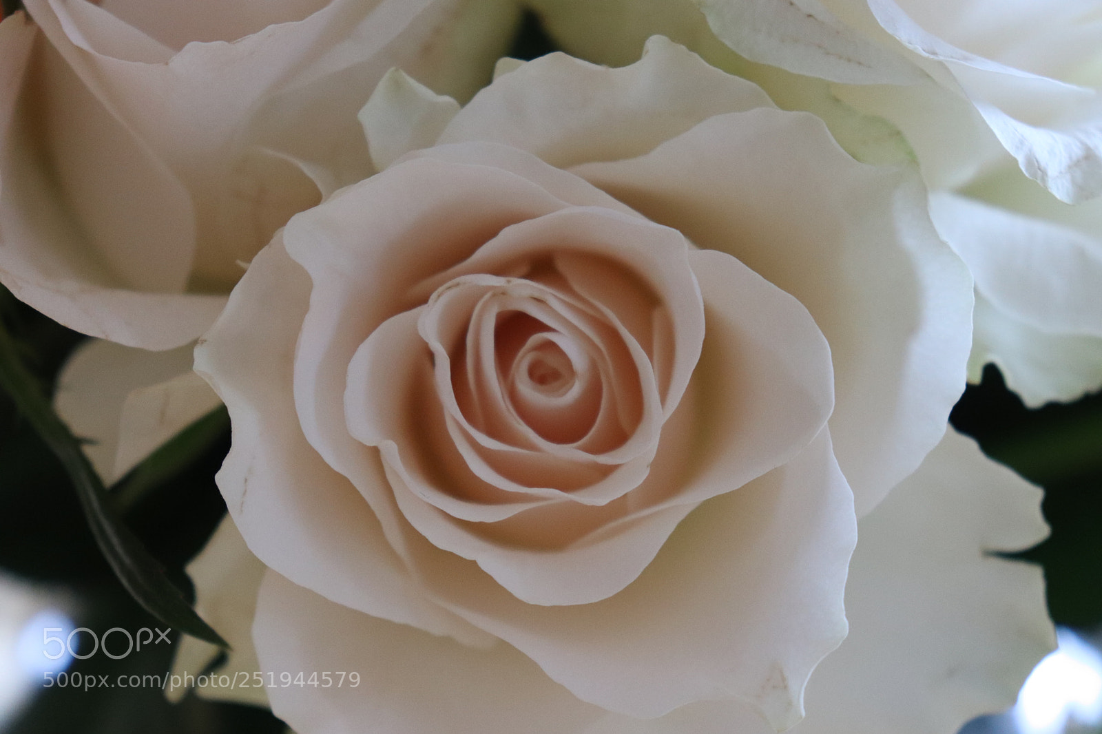 Canon EOS 200D (EOS Rebel SL2 / EOS Kiss X9) sample photo. Tender rose photography