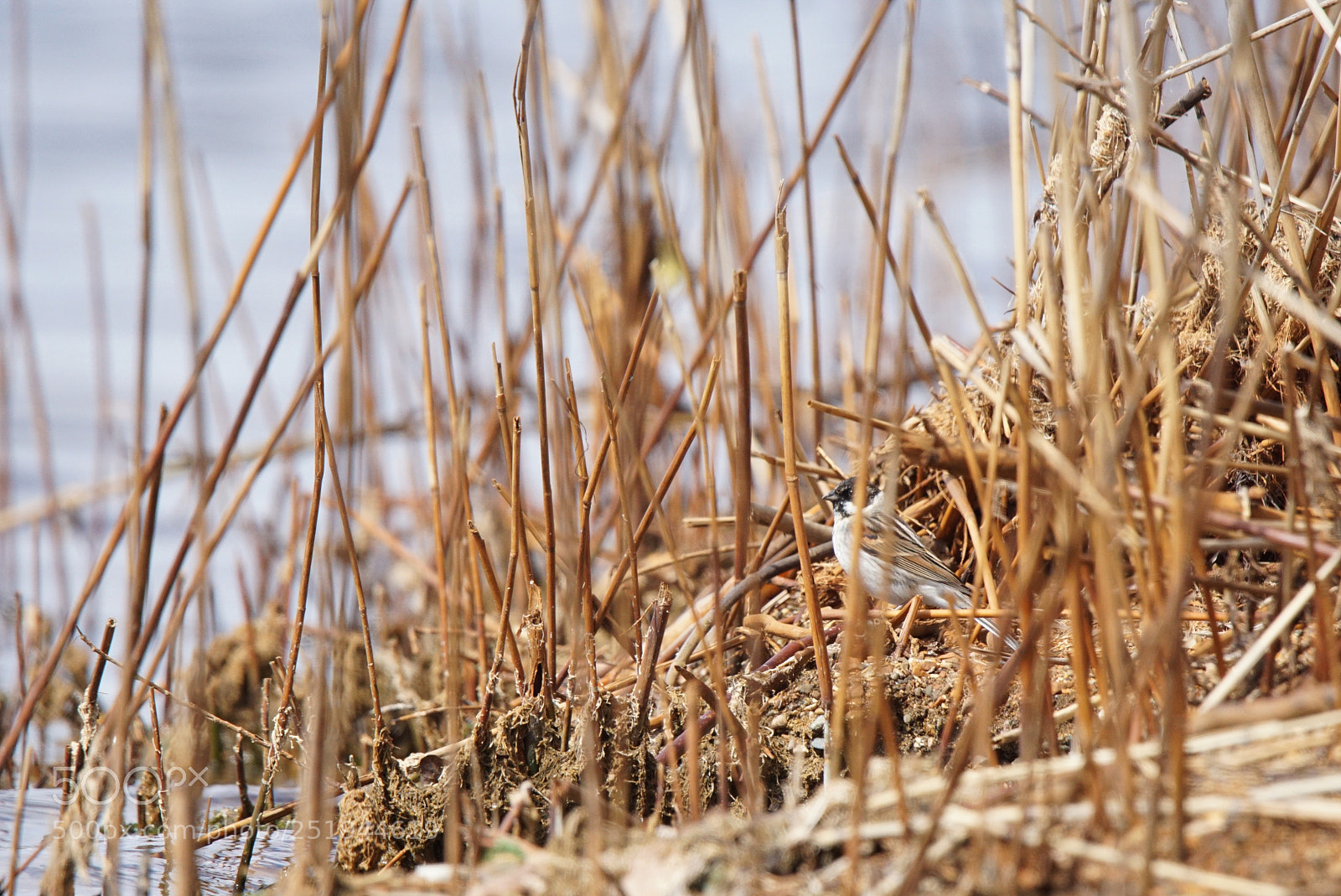 Sony ILCA-77M2 sample photo. Home sweet home photography