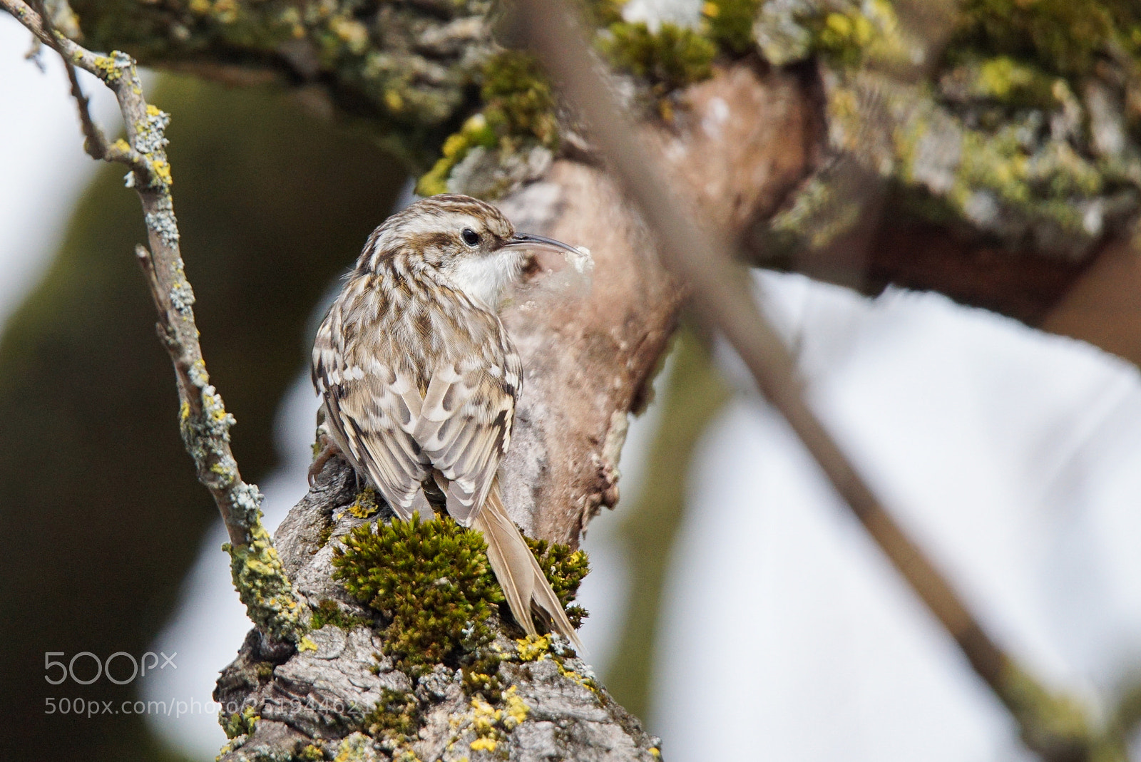 Sony ILCA-77M2 sample photo. Nest preparations photography