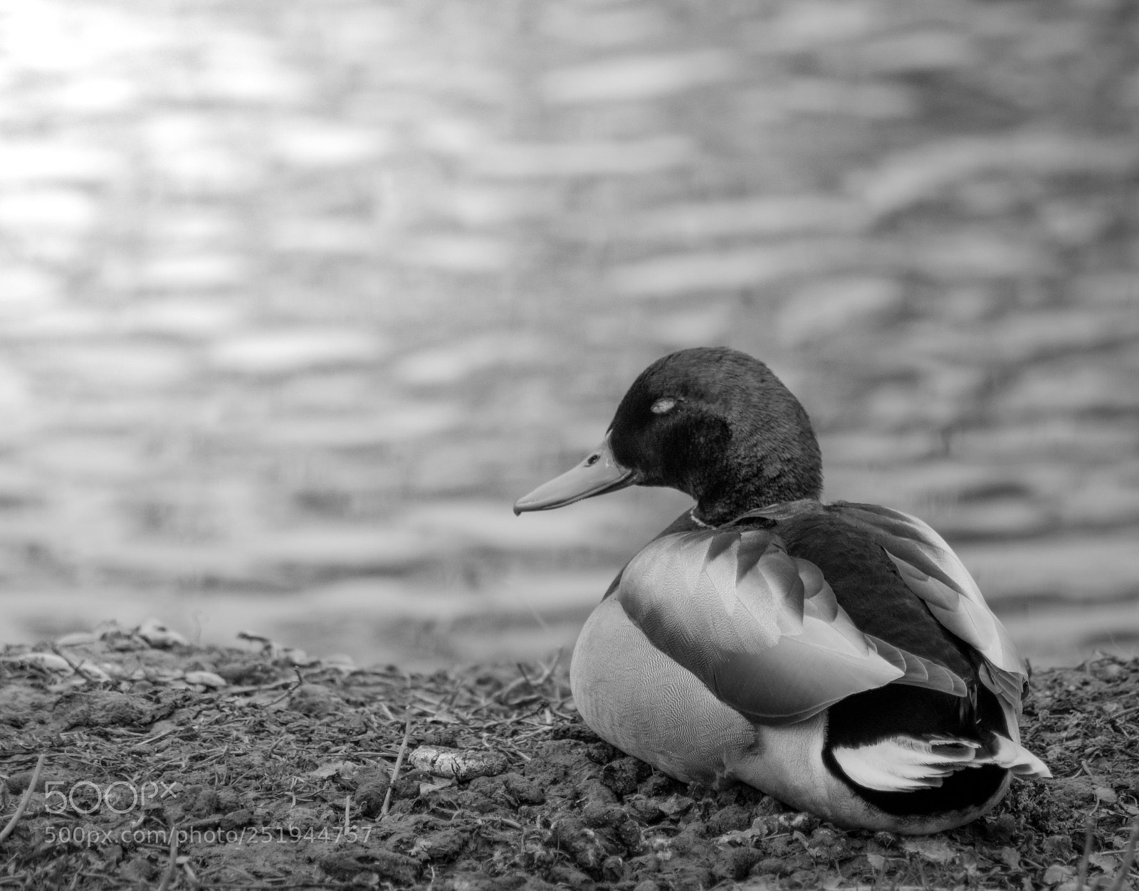 Nikon D3300 sample photo. Duck photography