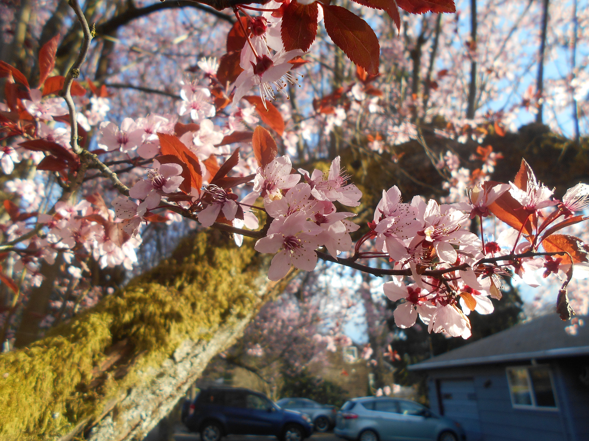 Nikon COOLPIX L30 sample photo. Pink flowers series pt.3 photography