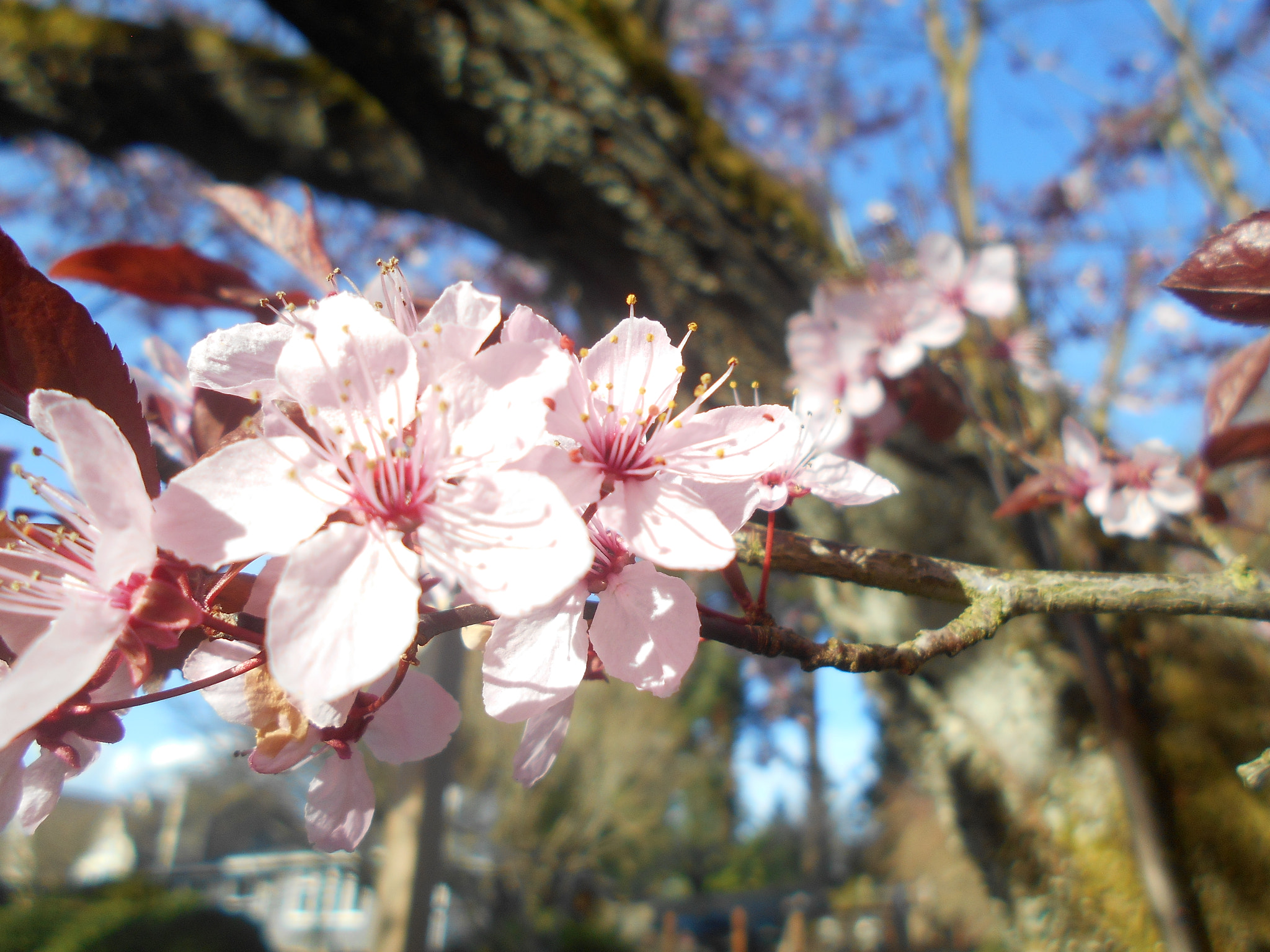 Nikon COOLPIX L30 sample photo. Pink flowers series pt.4 photography