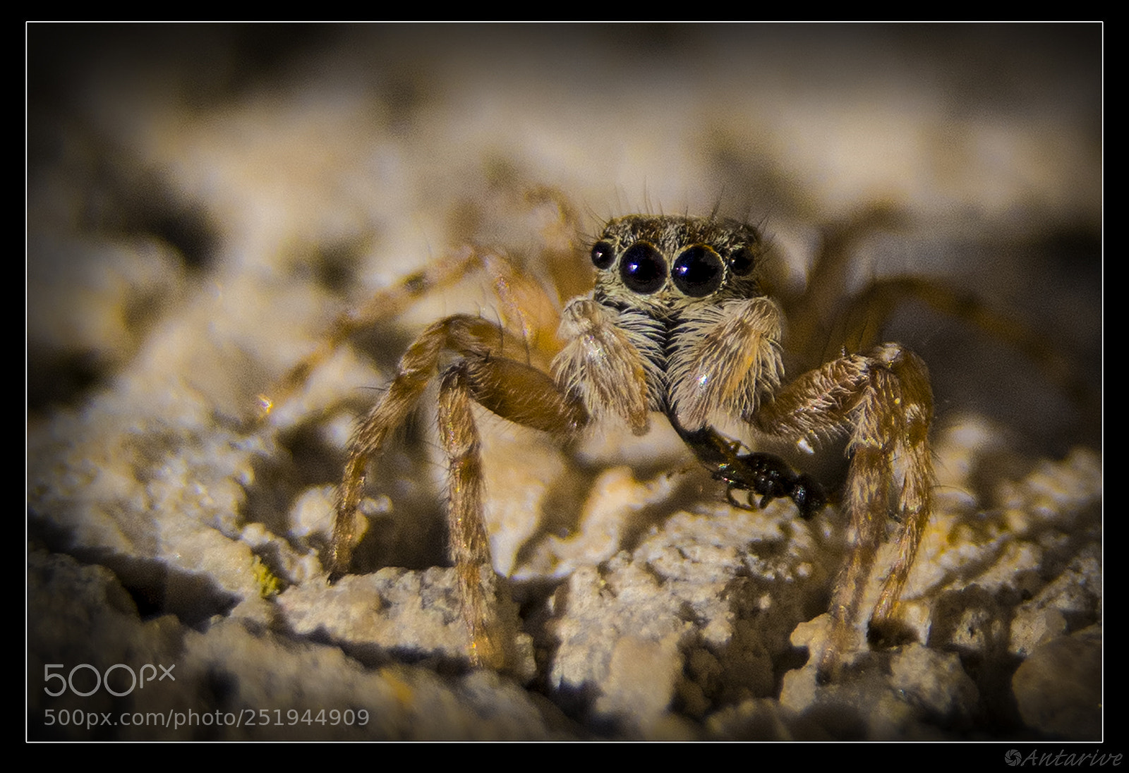 Nikon D7100 sample photo. Spider photography