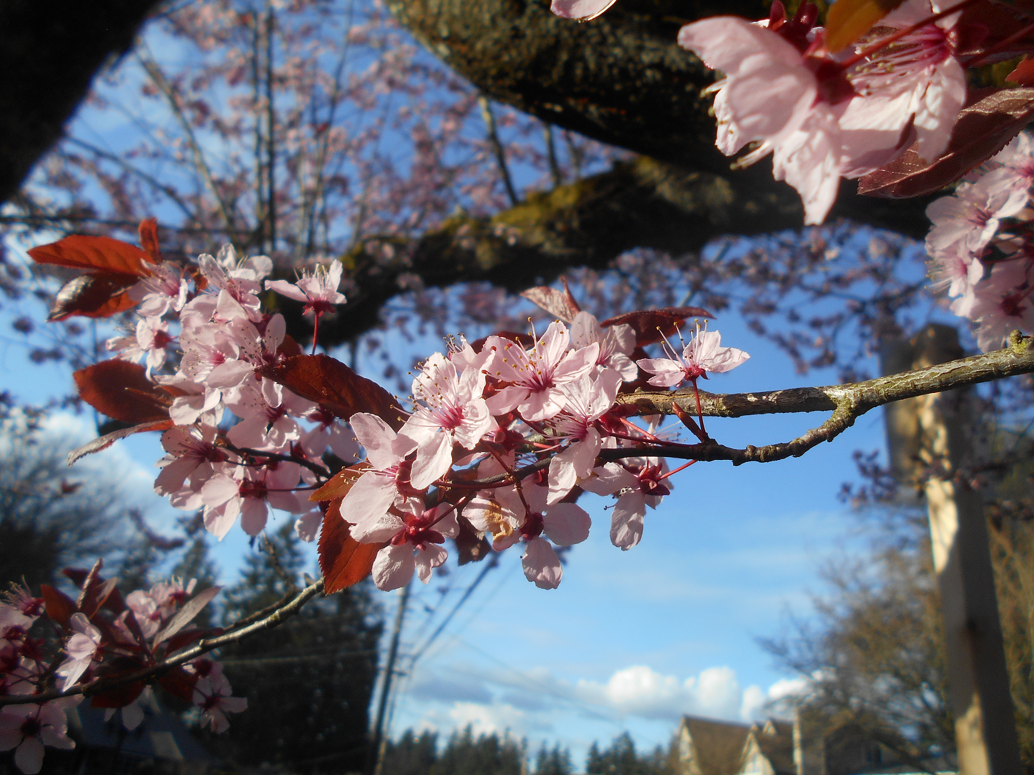 Nikon COOLPIX L30 sample photo. Pink flowers series pt.5 photography