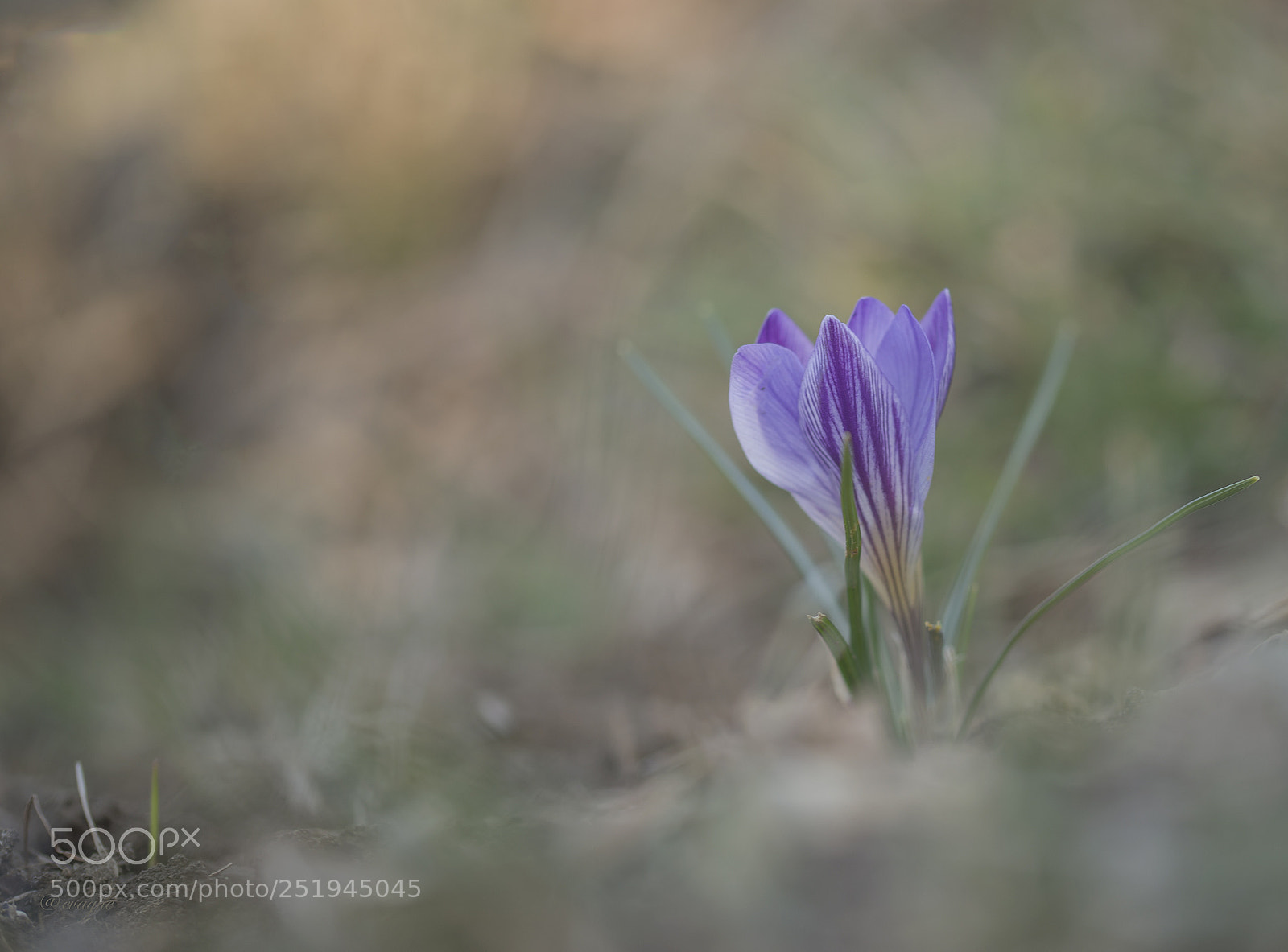 Nikon D610 sample photo. Croccus photography