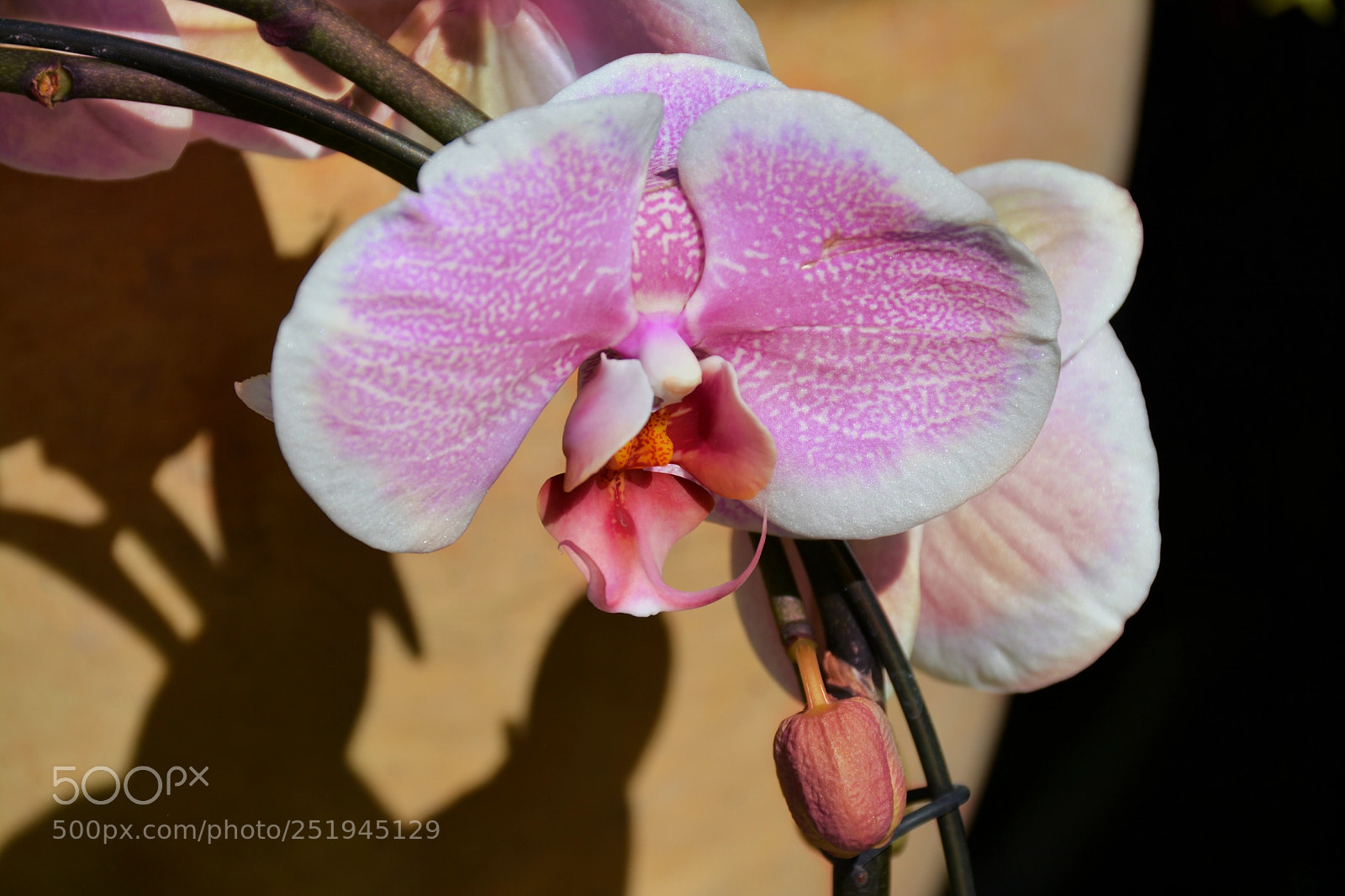 Nikon D5200 sample photo. Untitled photography