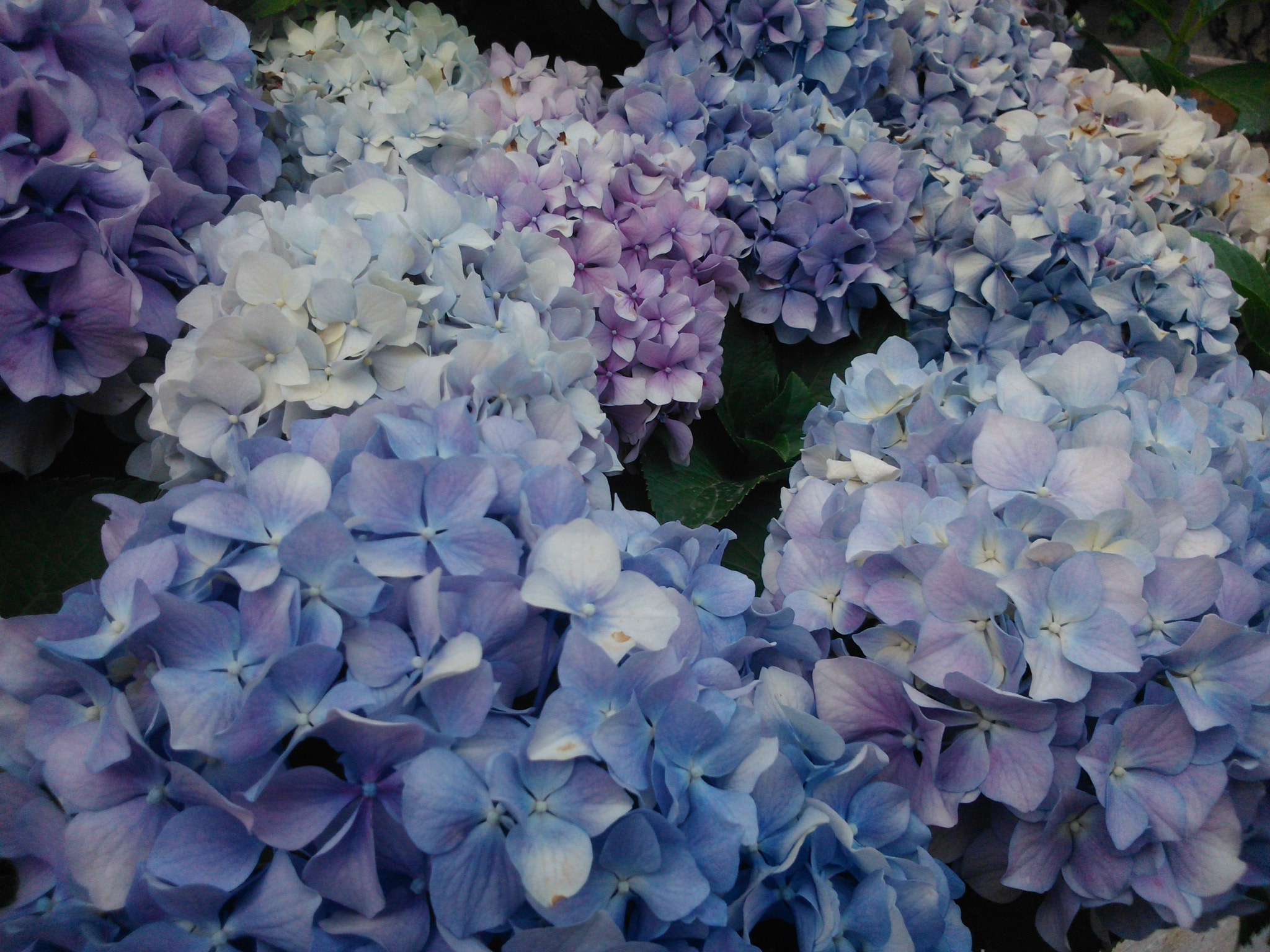 Sony Xperia L sample photo