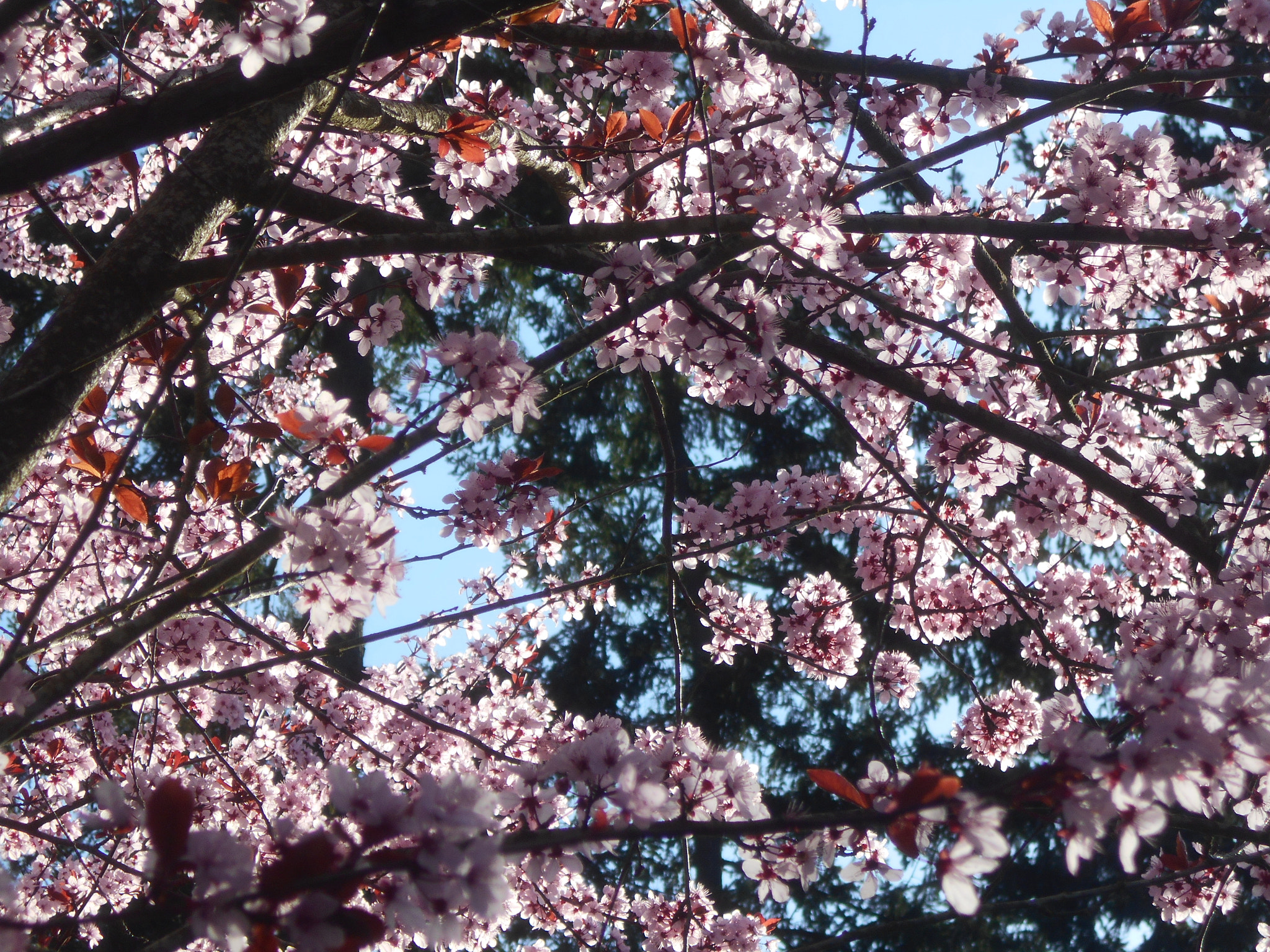 Nikon COOLPIX L30 sample photo. Pink flowers series pt.7 photography