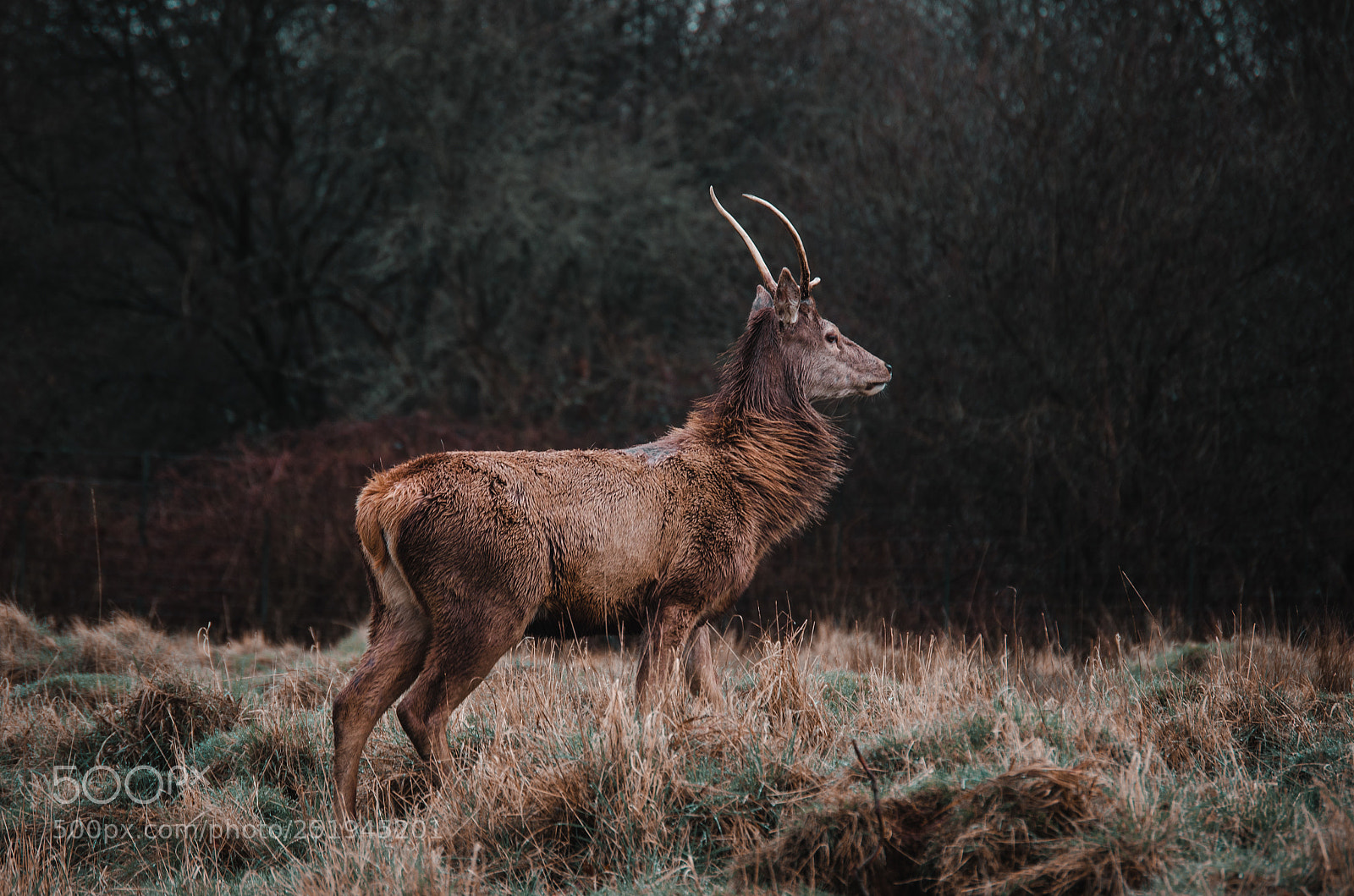Nikon D7000 sample photo. Deer photography