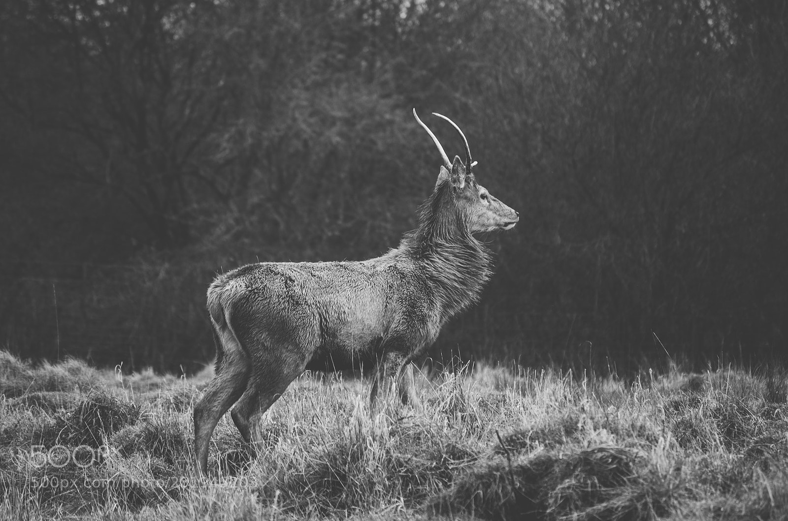 Nikon D7000 sample photo. Deer photography
