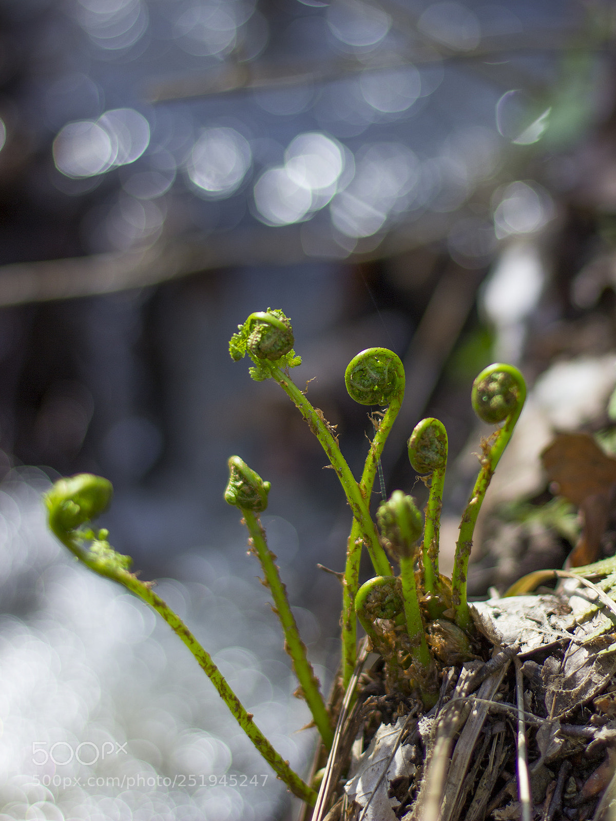 Canon EOS 600D (Rebel EOS T3i / EOS Kiss X5) sample photo. Spring photography