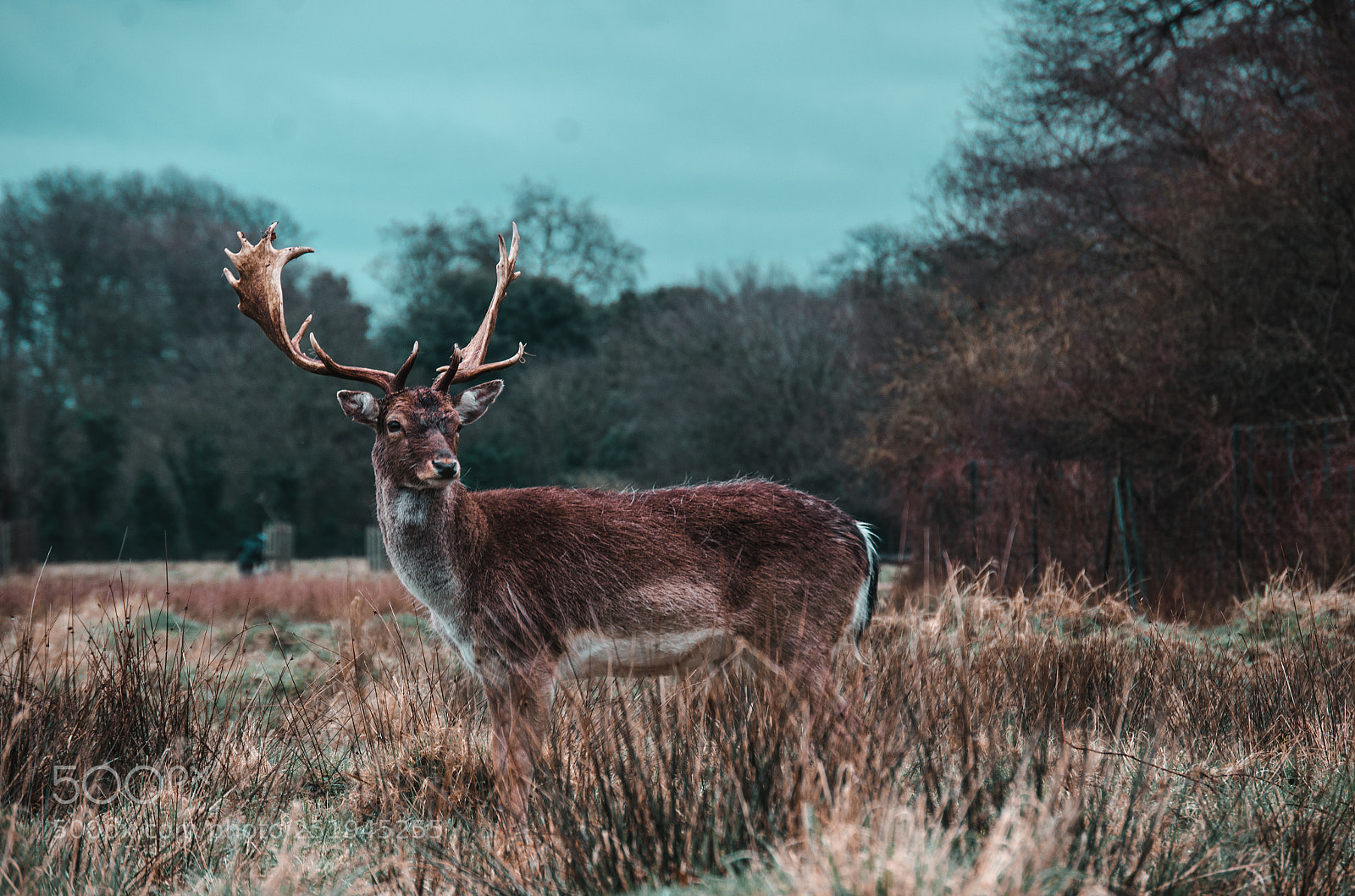 Nikon D7000 sample photo. Deer photography