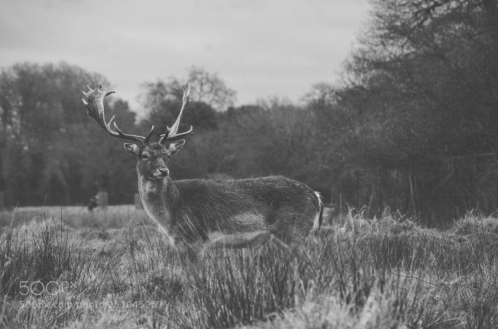 Nikon D7000 sample photo. Deer photography