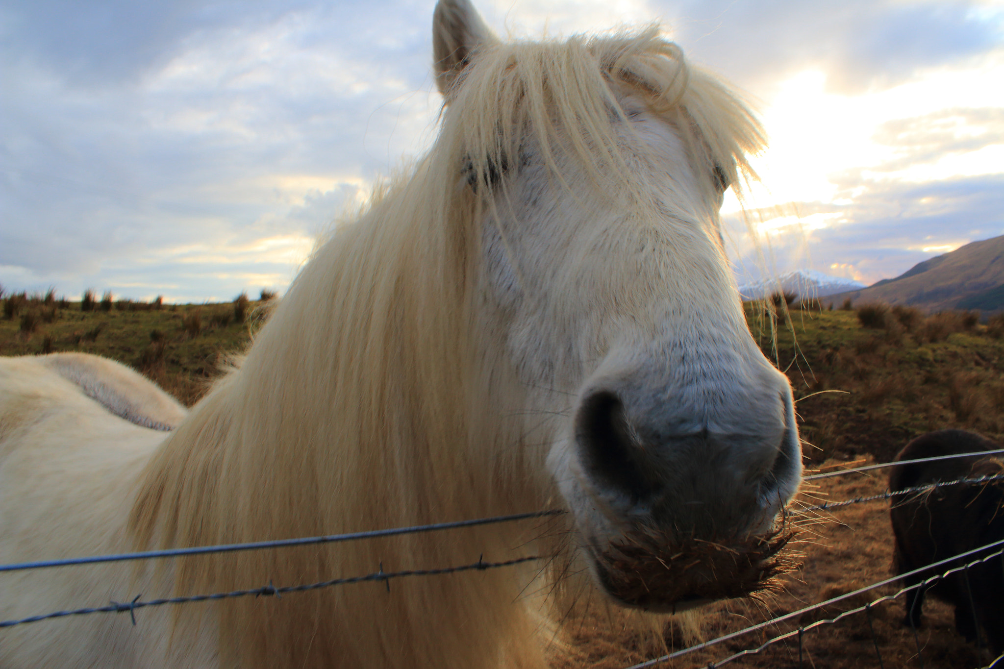Canon EF-S 18-55mm F3.5-5.6 IS sample photo. White horse photography