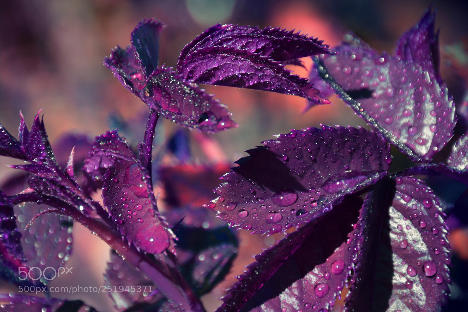 Nikon D5200 sample photo. Untitled photography