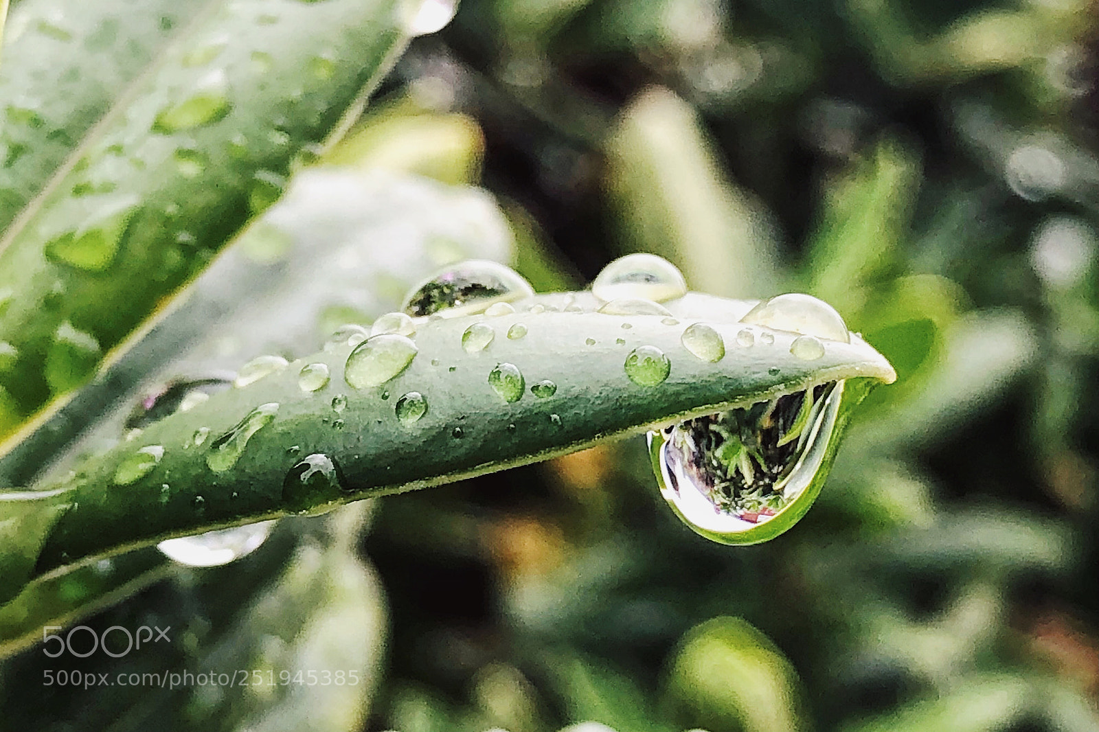 Apple iPhone 8 Plus sample photo. World in droplets 2 photography