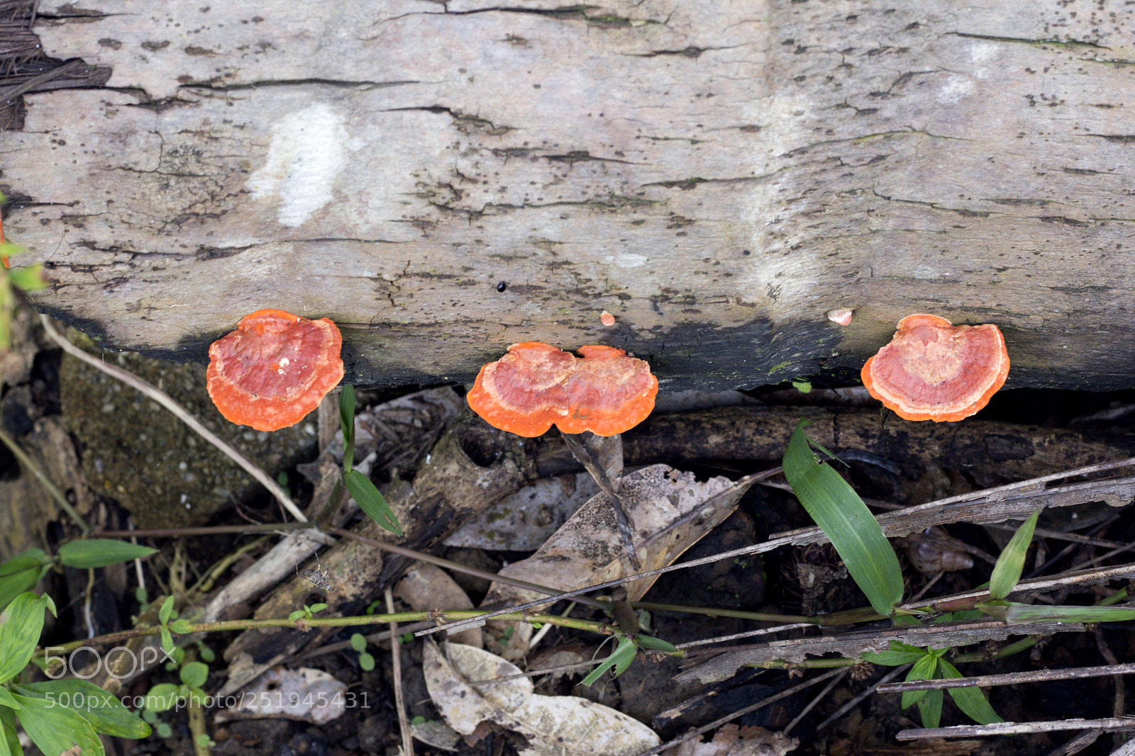 Canon EOS 60D sample photo. Orange basidiomycota photography