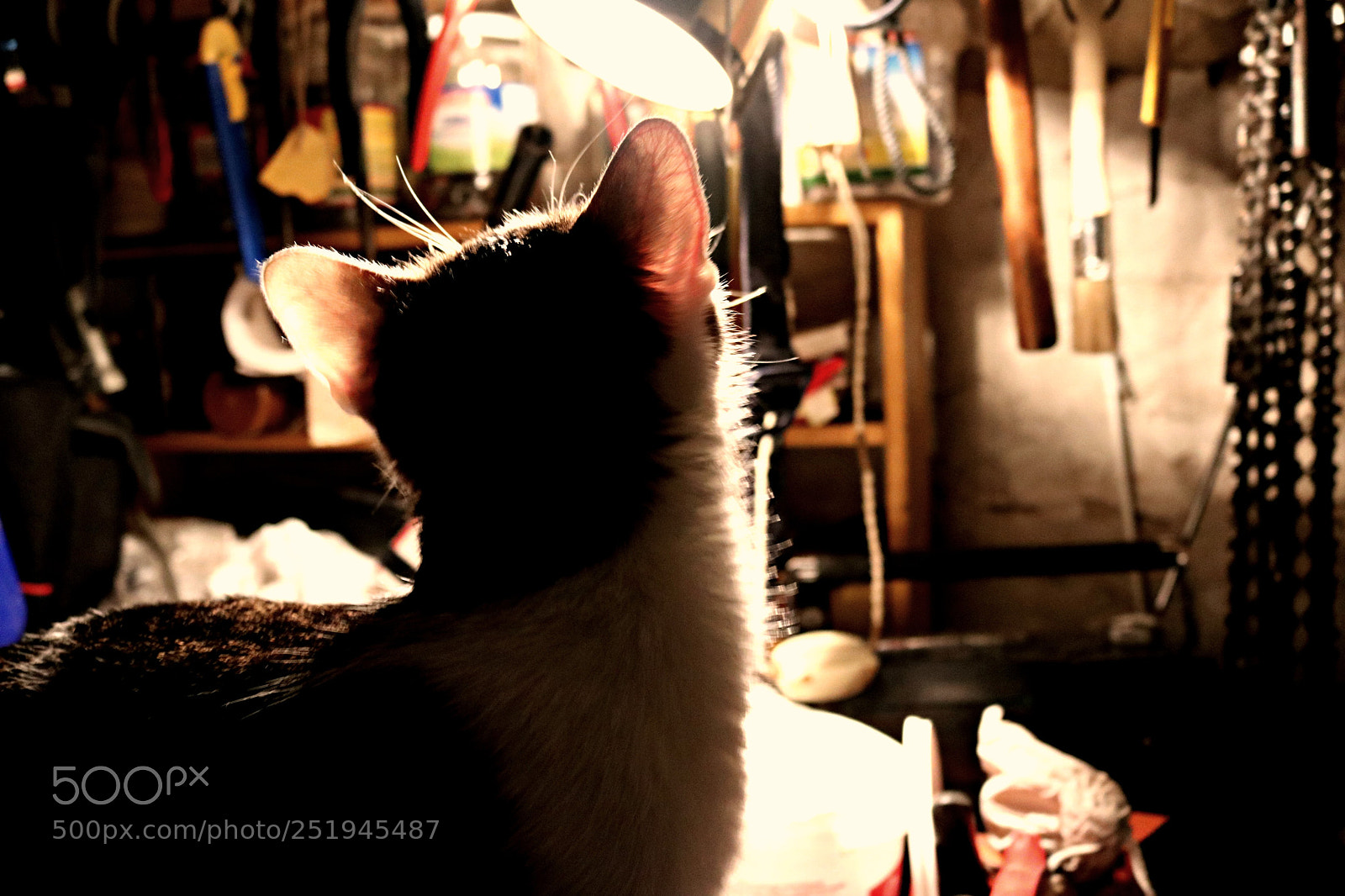 Canon EOS 750D (EOS Rebel T6i / EOS Kiss X8i) sample photo. Canon photography