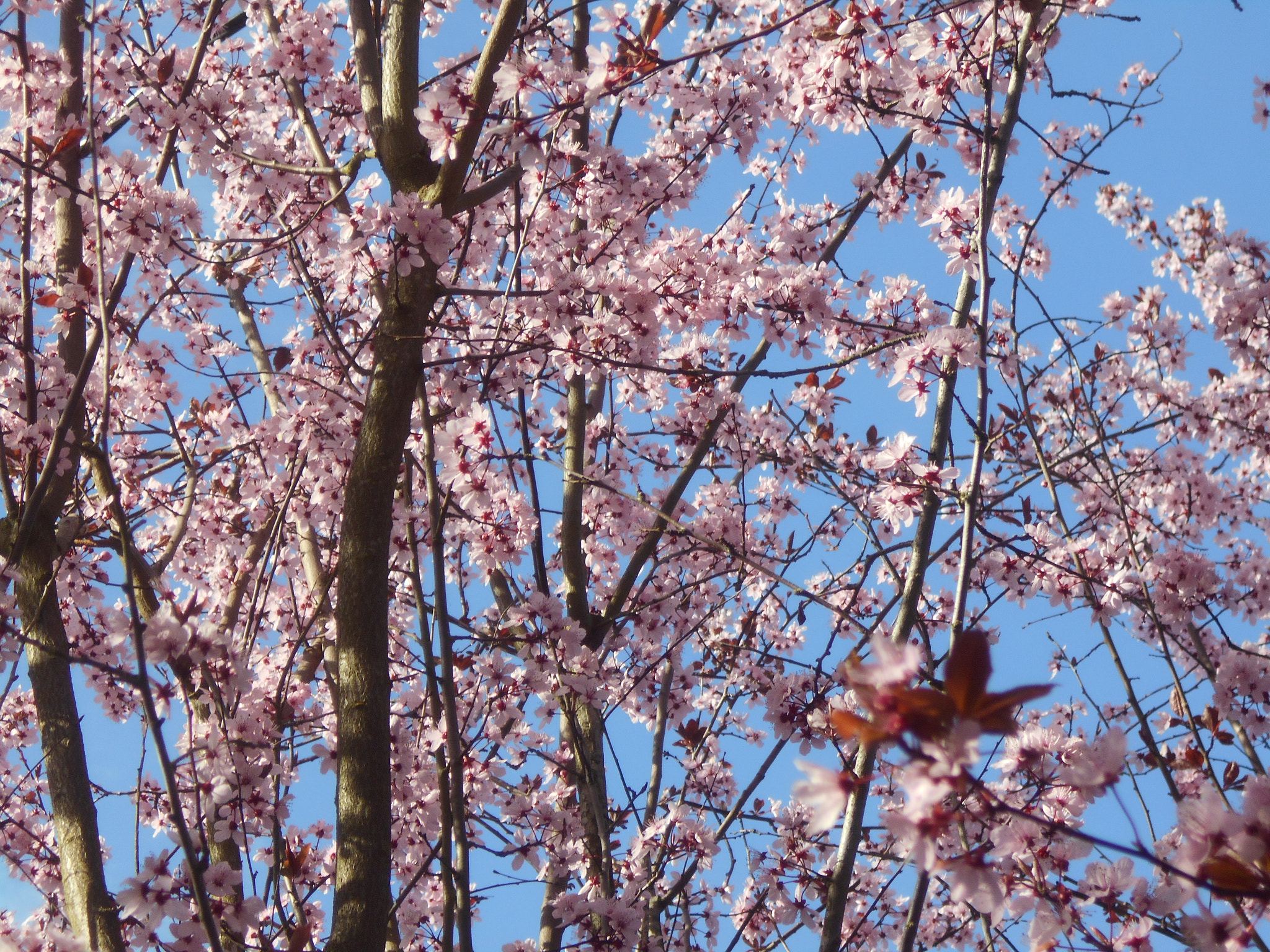 Nikon COOLPIX L30 sample photo. Pink flowers series pt.10 photography